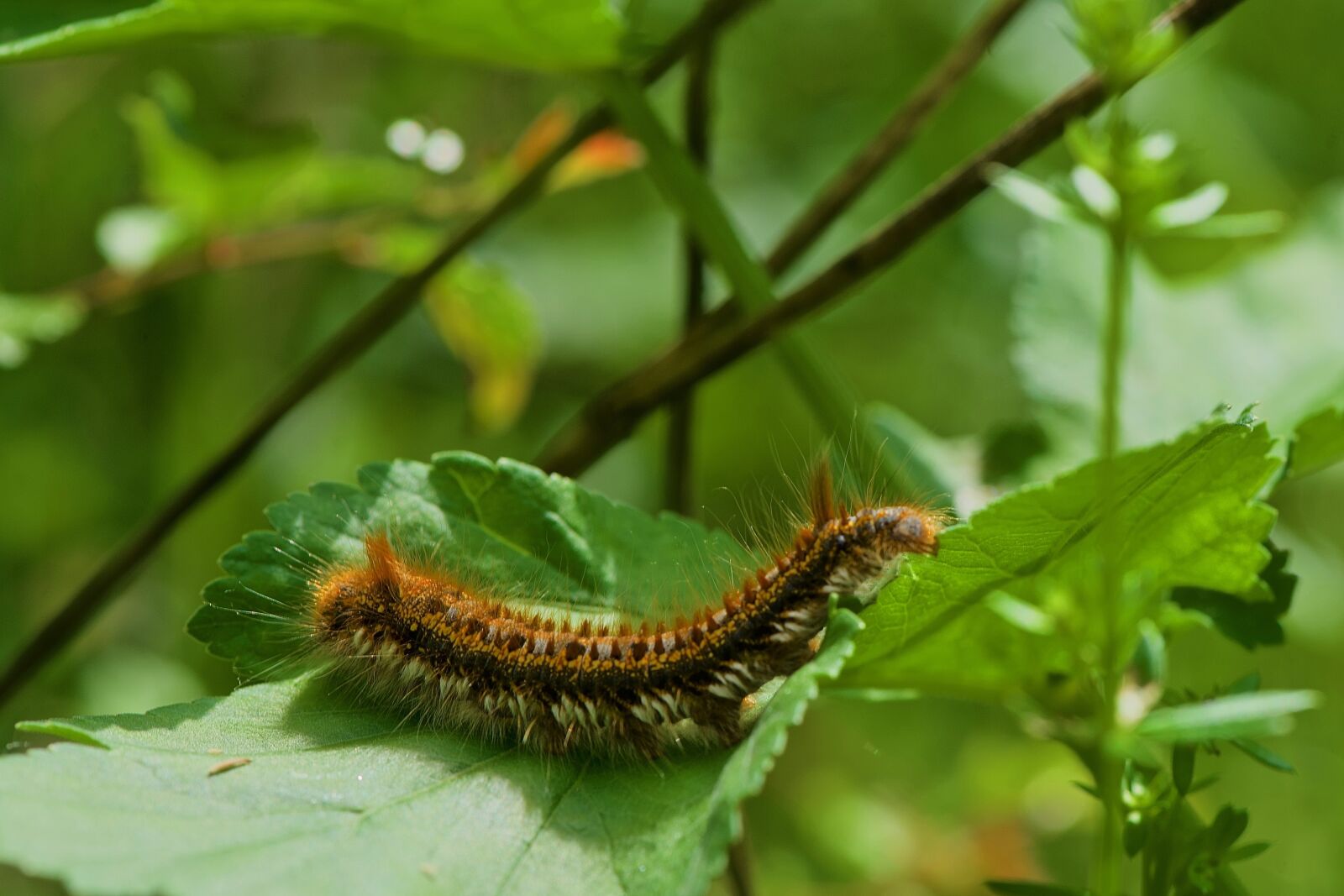 Nikon D750 sample photo. Caterpillar, bombyx, nature photography