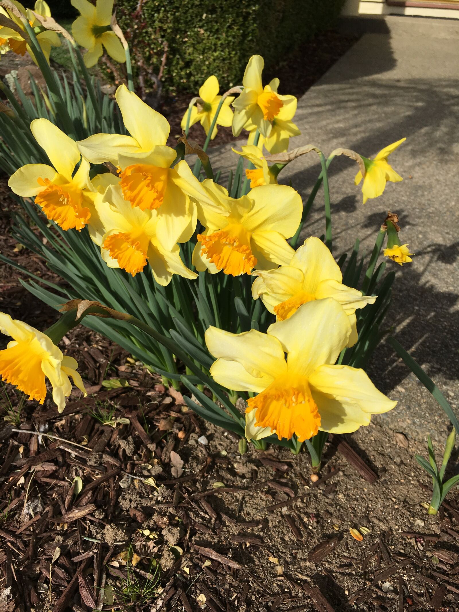 Apple iPhone 6s sample photo. Daffodils, flowers, spring photography