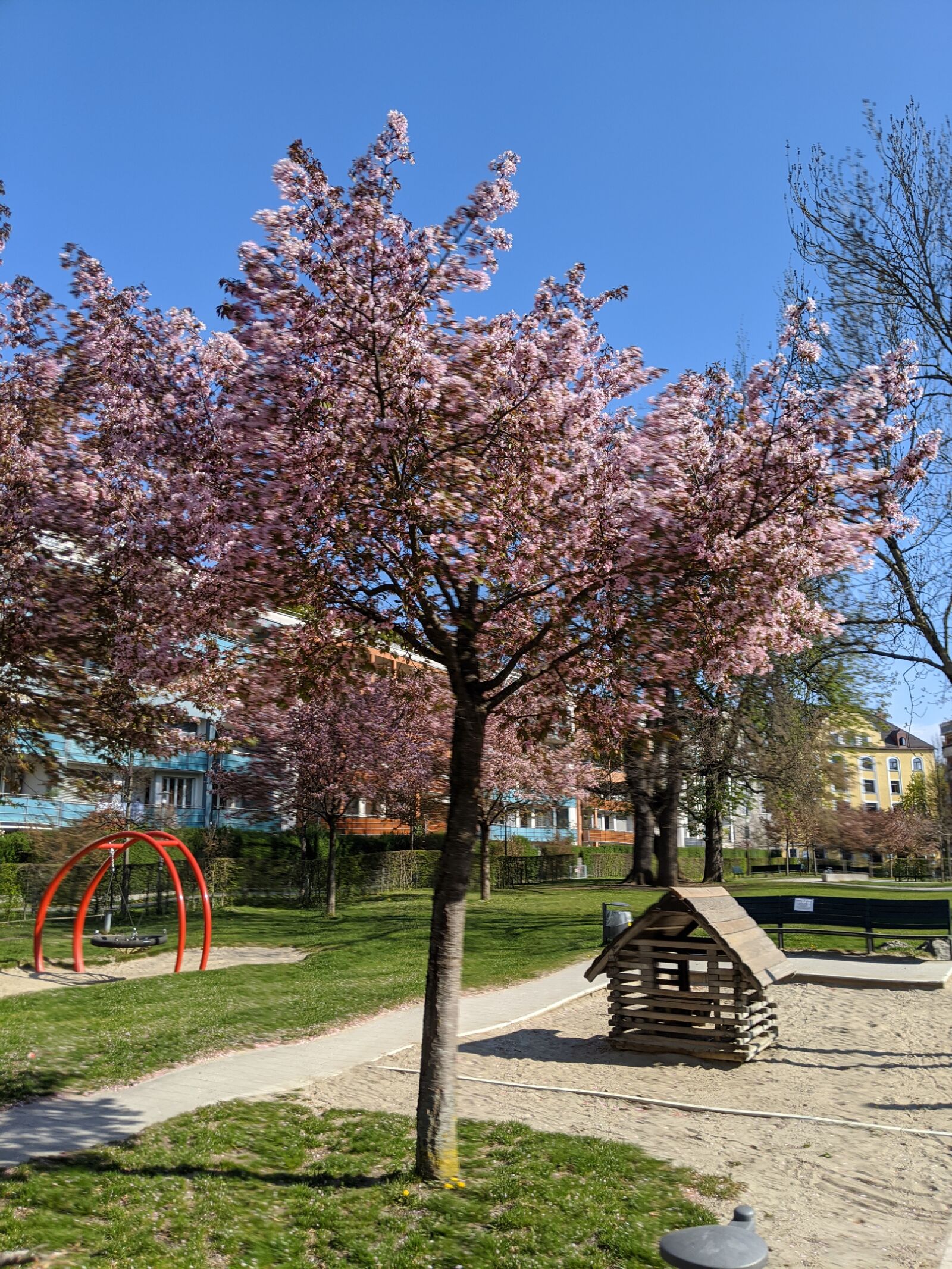 Google Pixel 3 sample photo. Spring, tree, nature photography