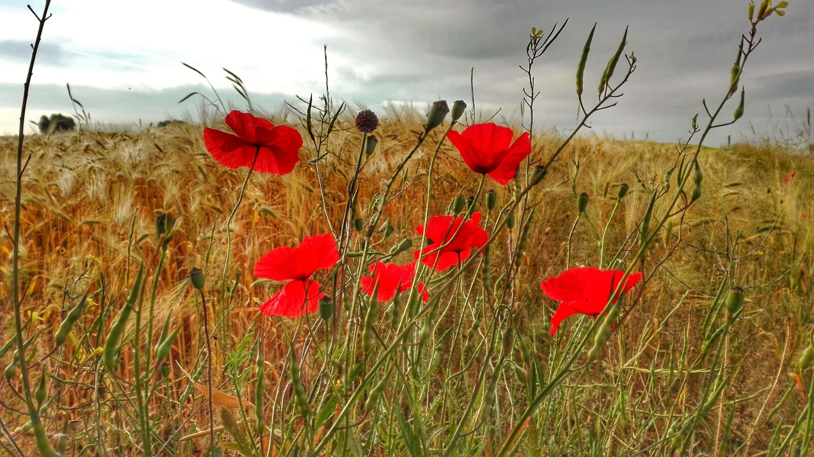 HUAWEI P8 Lite sample photo. Poppy, field, wheat photography