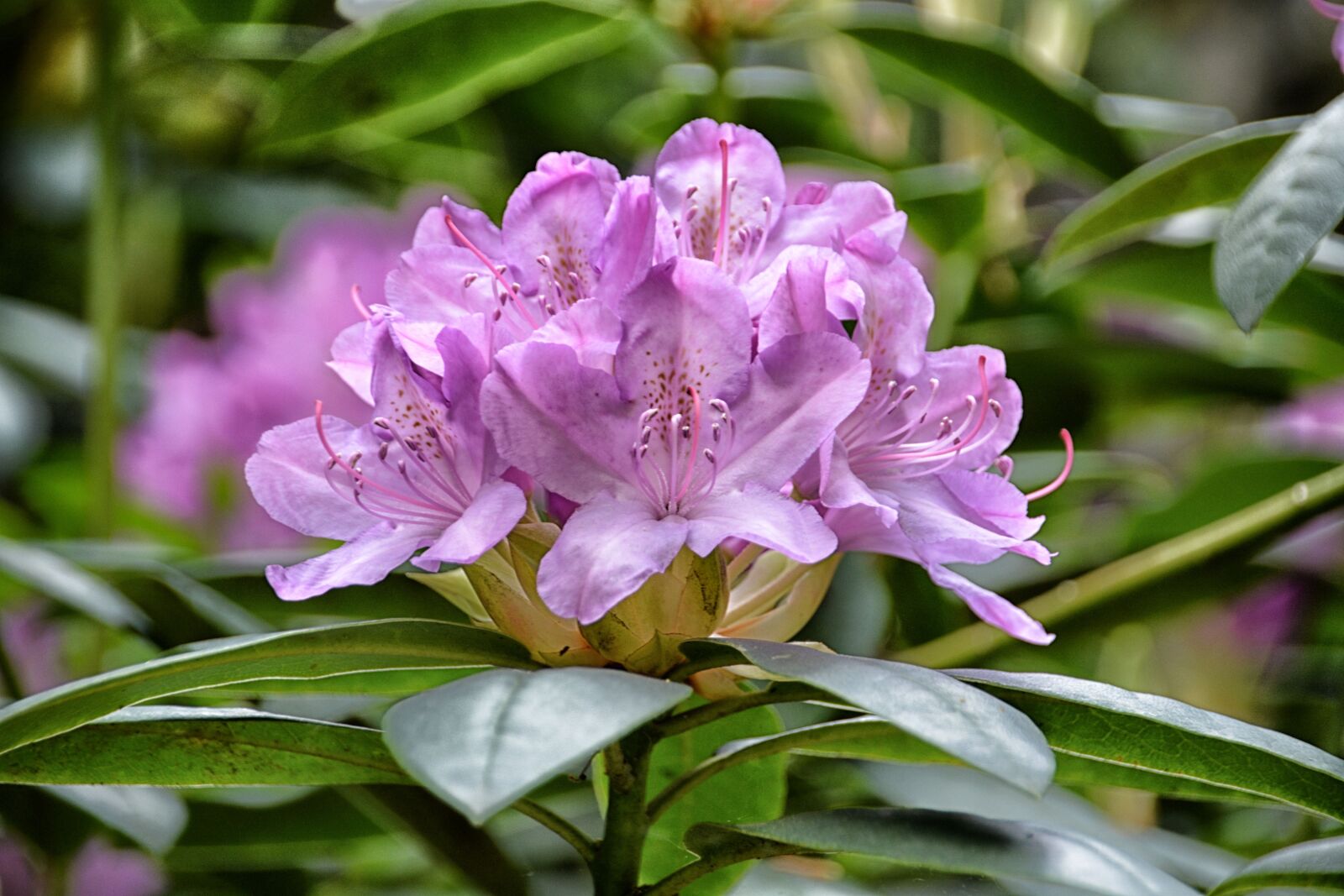 Nikon D5200 sample photo. Flowers, rhododendron, flora photography