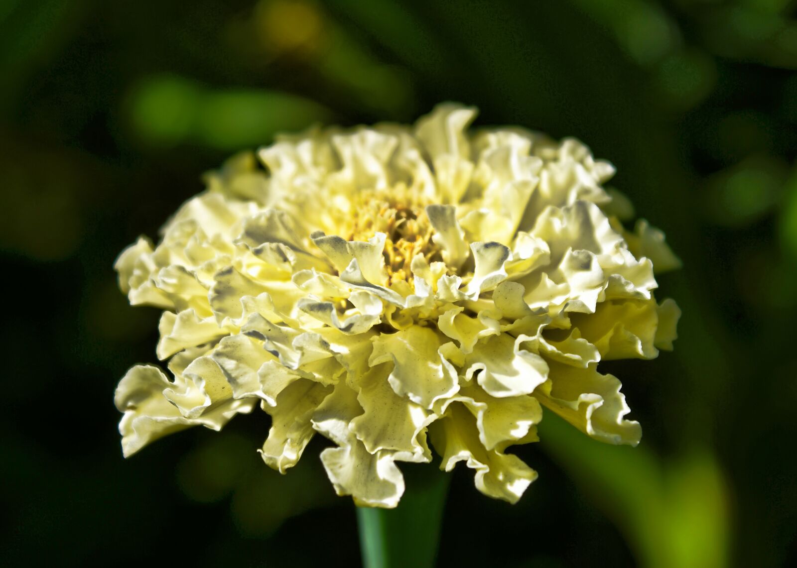 Sony Alpha DSLR-A100 sample photo. Flower, marigold, yellow photography