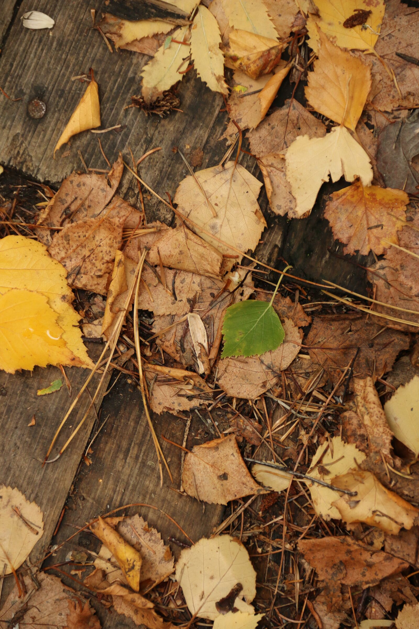 Canon EOS 70D sample photo. Leaves, autumn, yellow photography