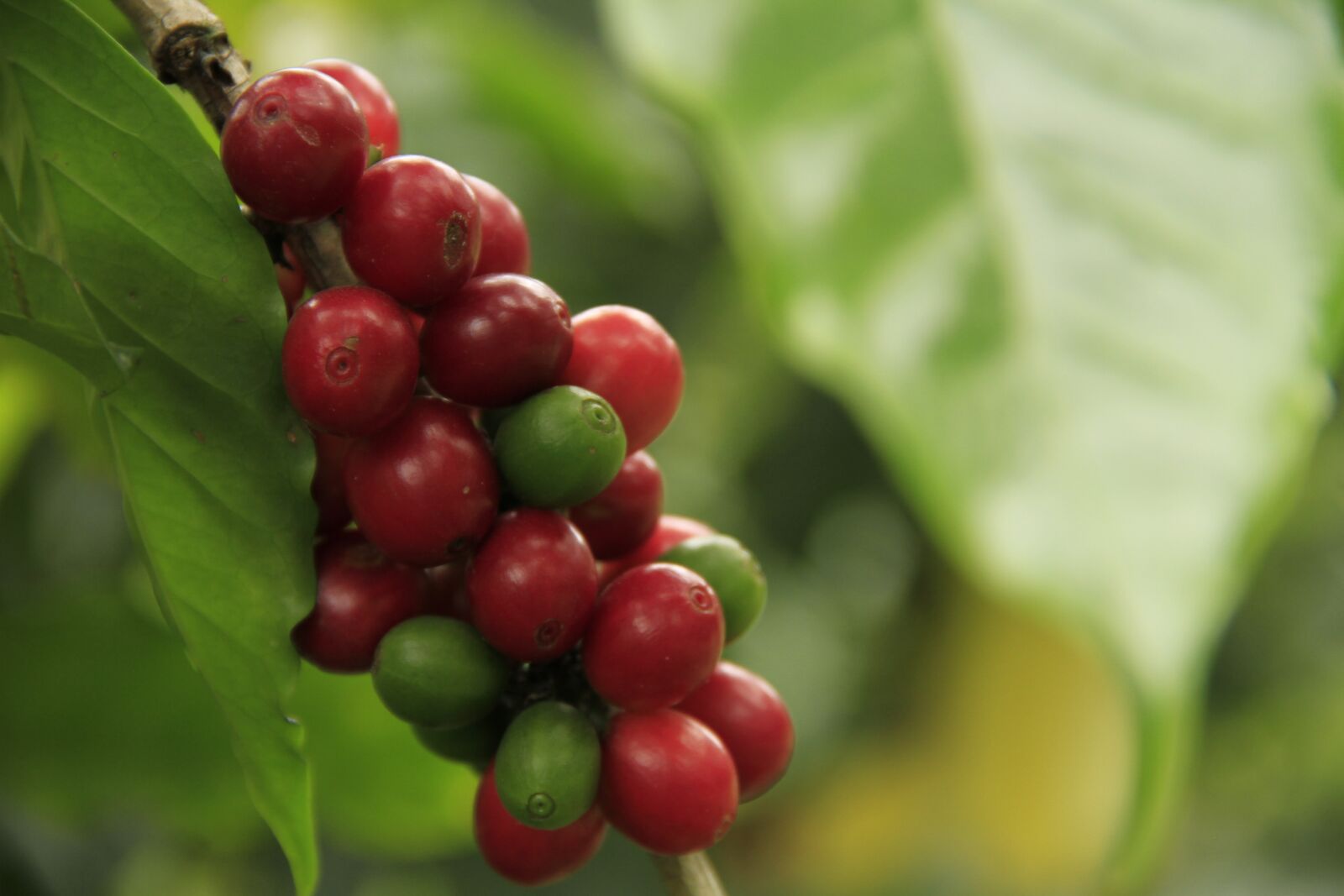 Canon EOS 7D sample photo. Coffee, caffeine, drink photography