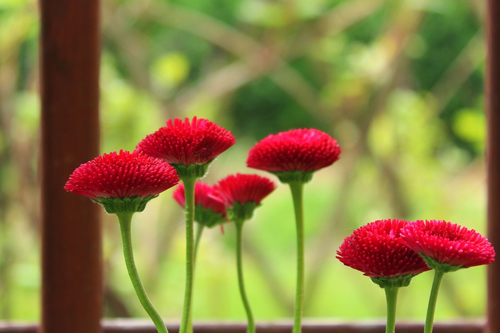 Canon EOS 1200D (EOS Rebel T5 / EOS Kiss X70 / EOS Hi) sample photo. Daisies, red, spring photography