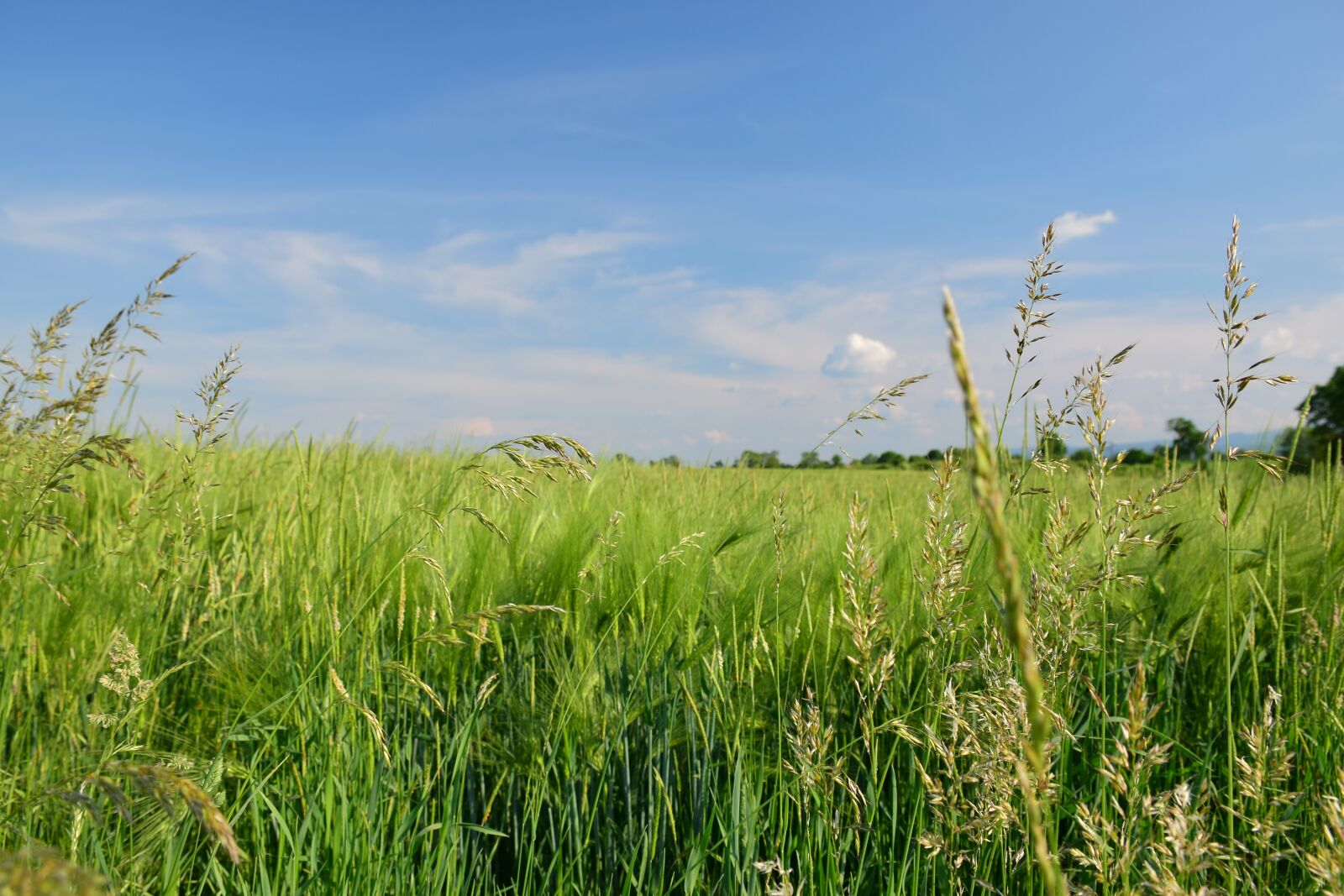 Nikon D5300 sample photo. Landscape, field, bluegrass photography