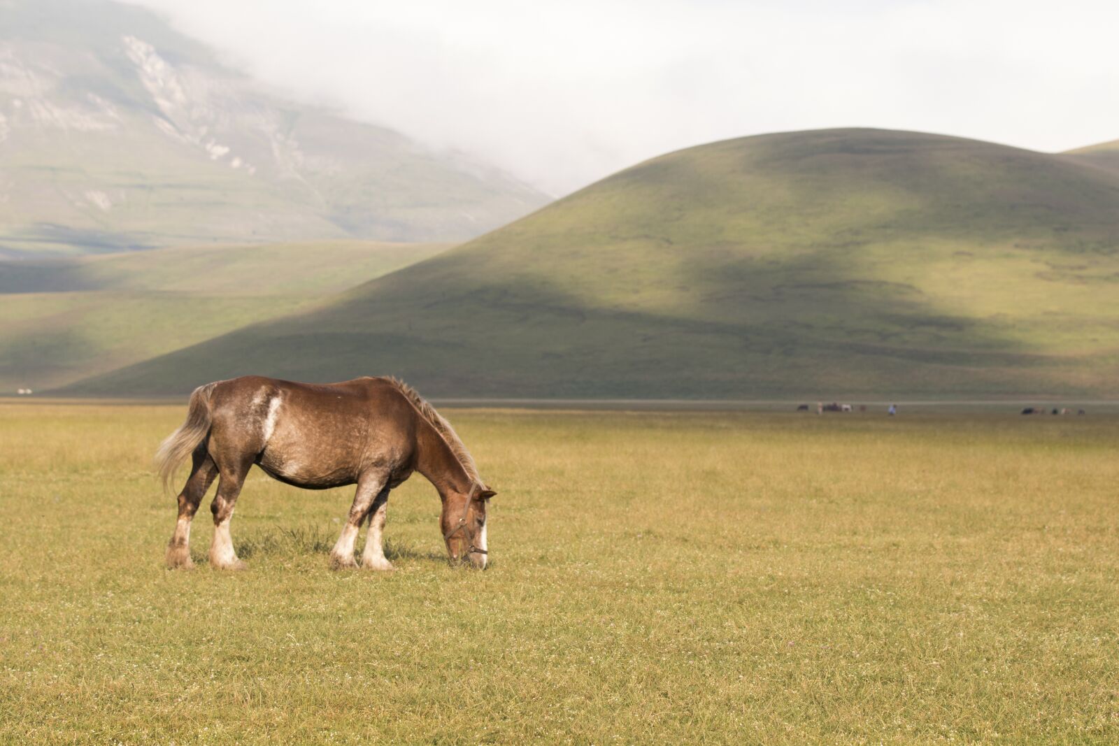Canon EOS 80D sample photo. Horse, landscape, summer photography
