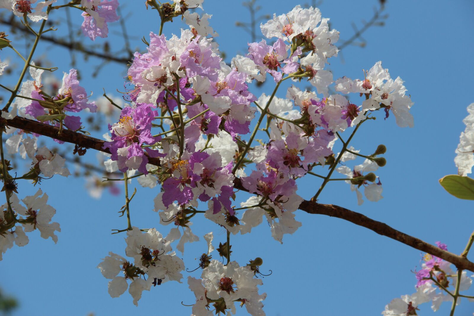 Canon EOS 600D (Rebel EOS T3i / EOS Kiss X5) sample photo. Flowers, pretty, nature photography