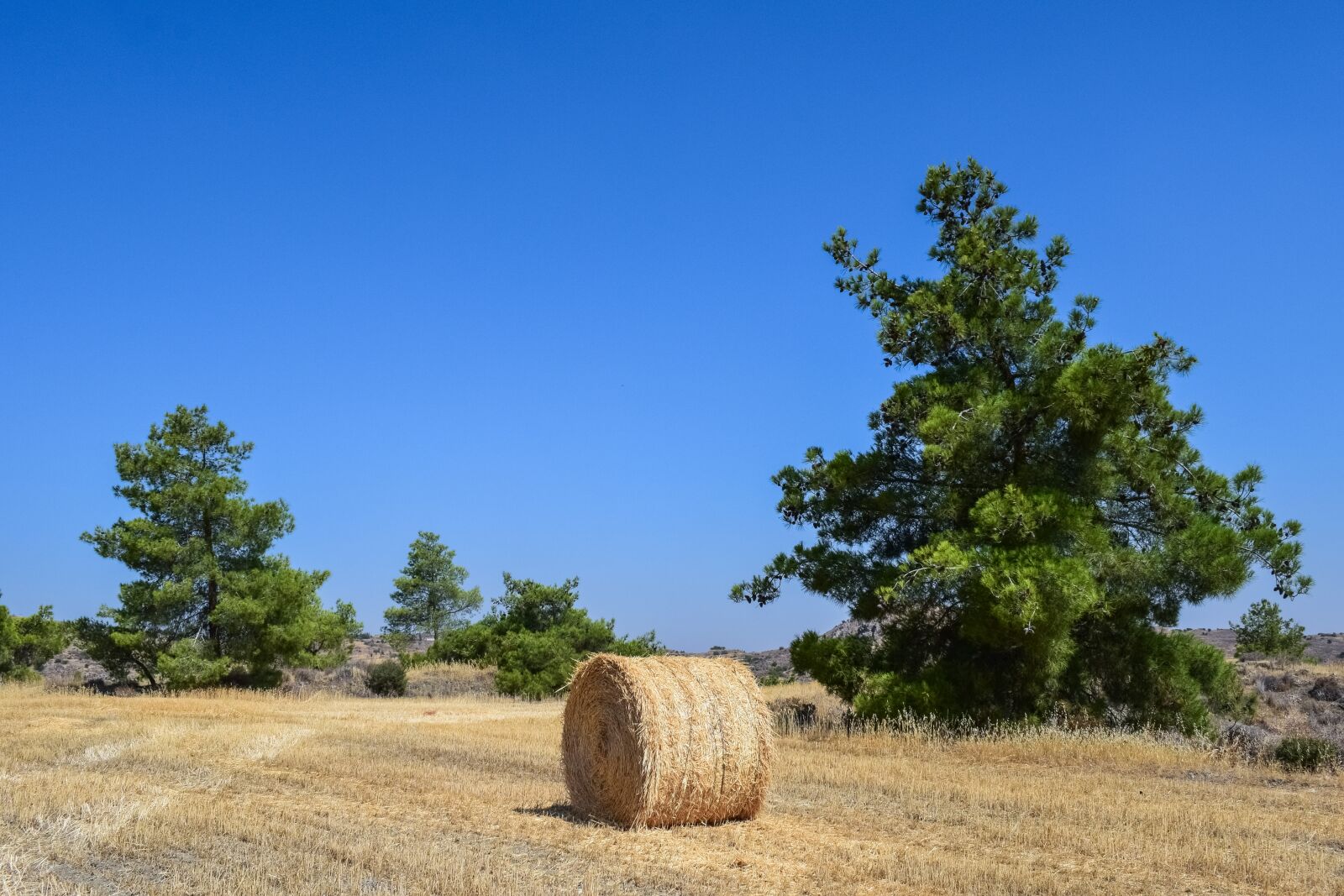 Nikon D3300 sample photo. Trees, landscape, field photography