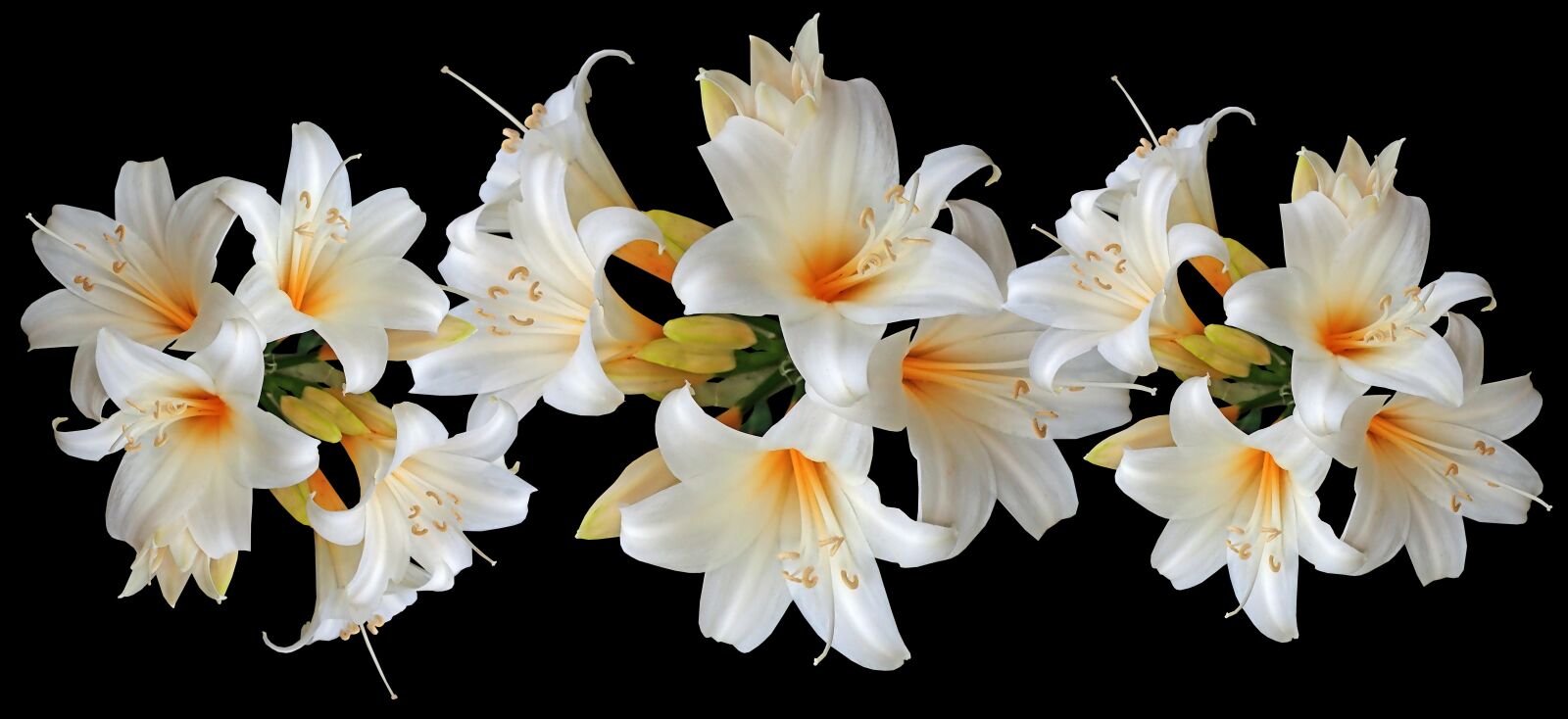 Olympus TG-5 sample photo. Flowers, white, lilies photography