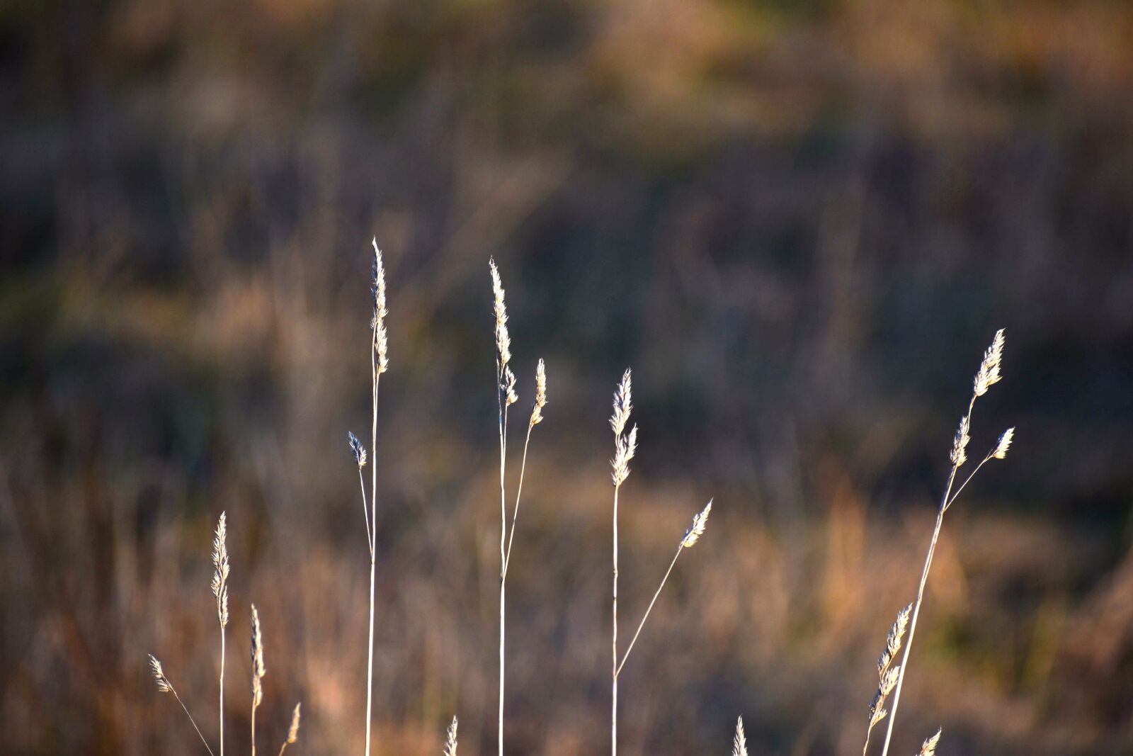 Nikon D5600 sample photo. Grain, ear, stem photography