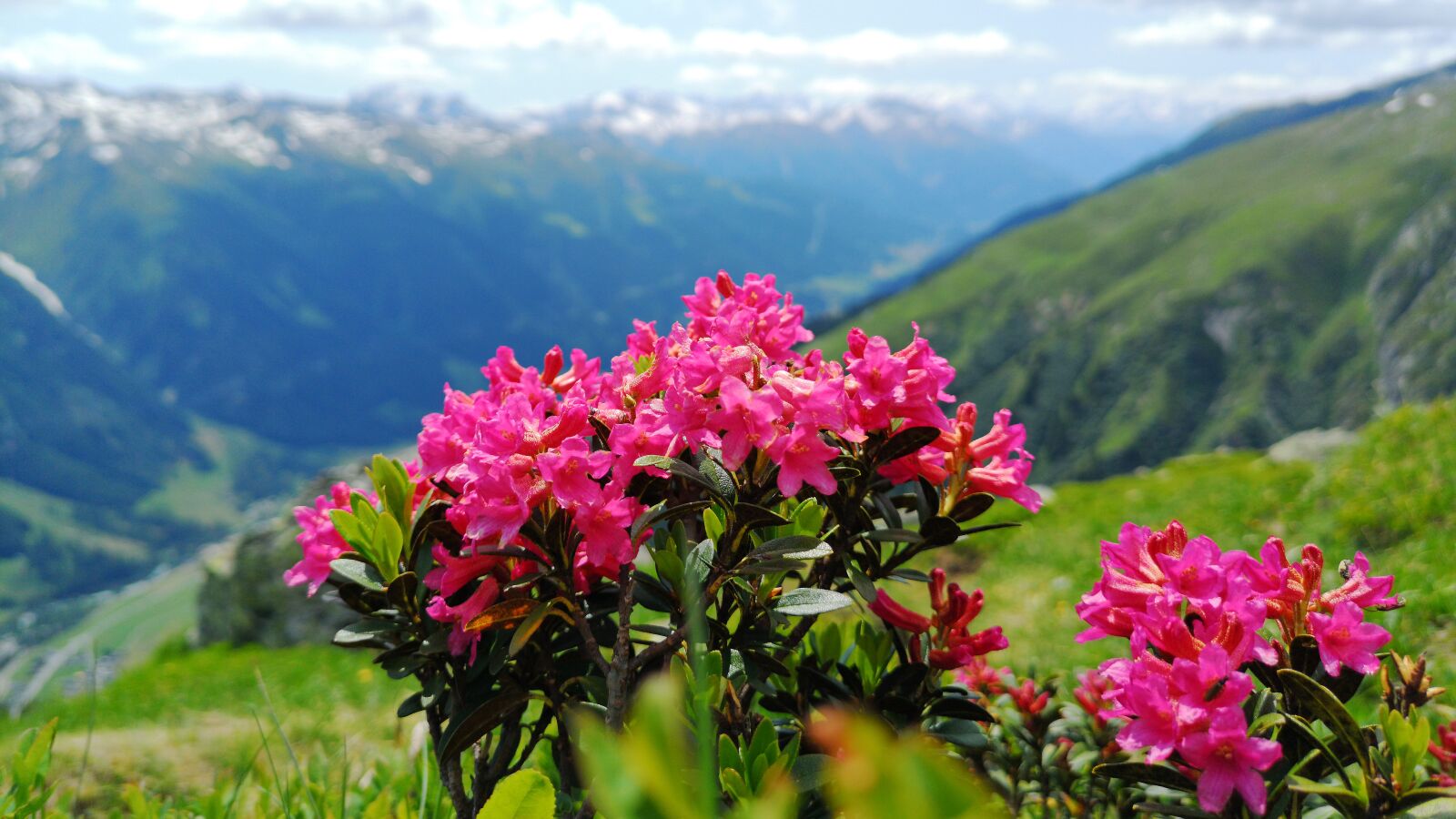 HUAWEI CLT-L29 sample photo. Alpine roses, alpine, mountains photography