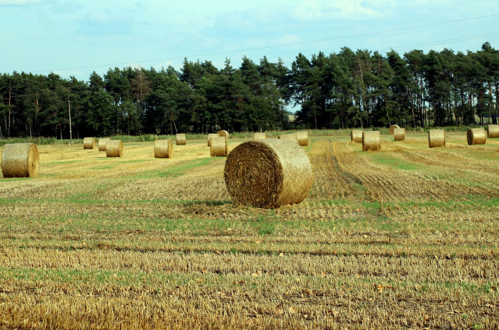 Canon EOS 1200D (EOS Rebel T5 / EOS Kiss X70 / EOS Hi) sample photo. Field, harvest, straw bales photography