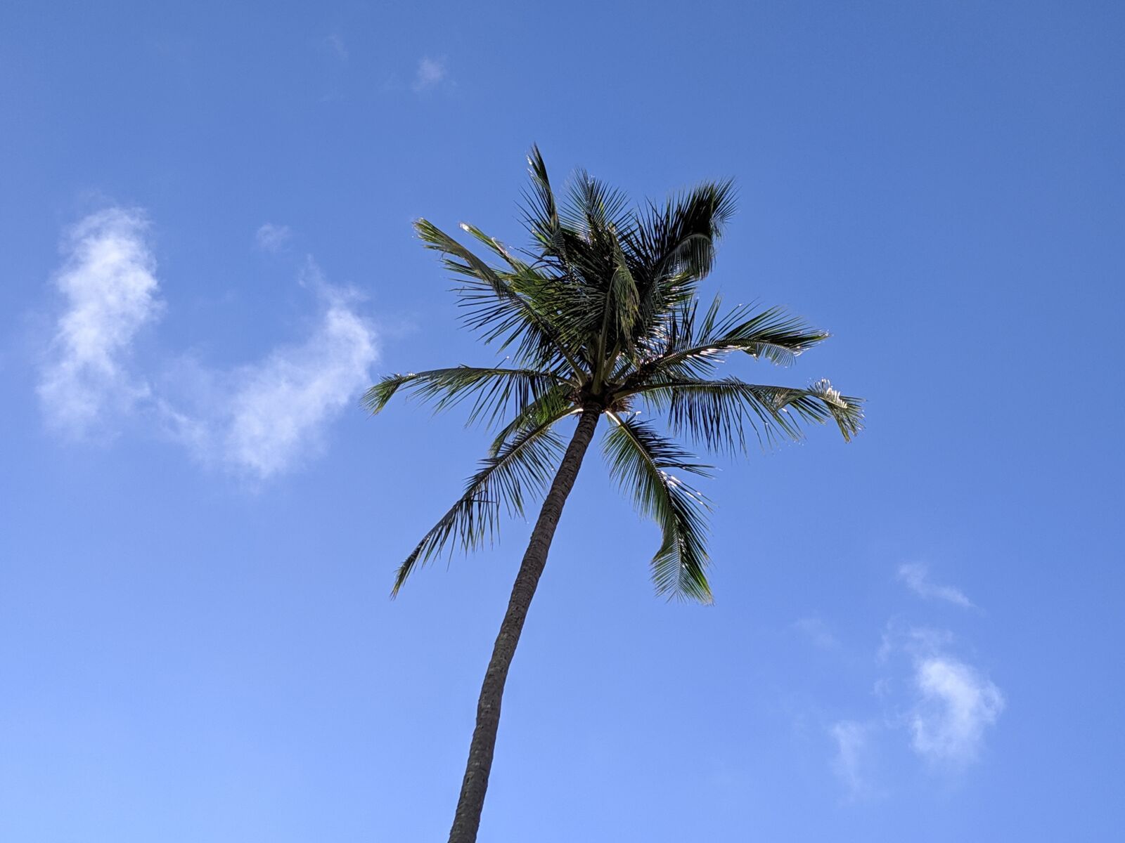Google Pixel 3a sample photo. Palm tree, kauai, hawaii photography