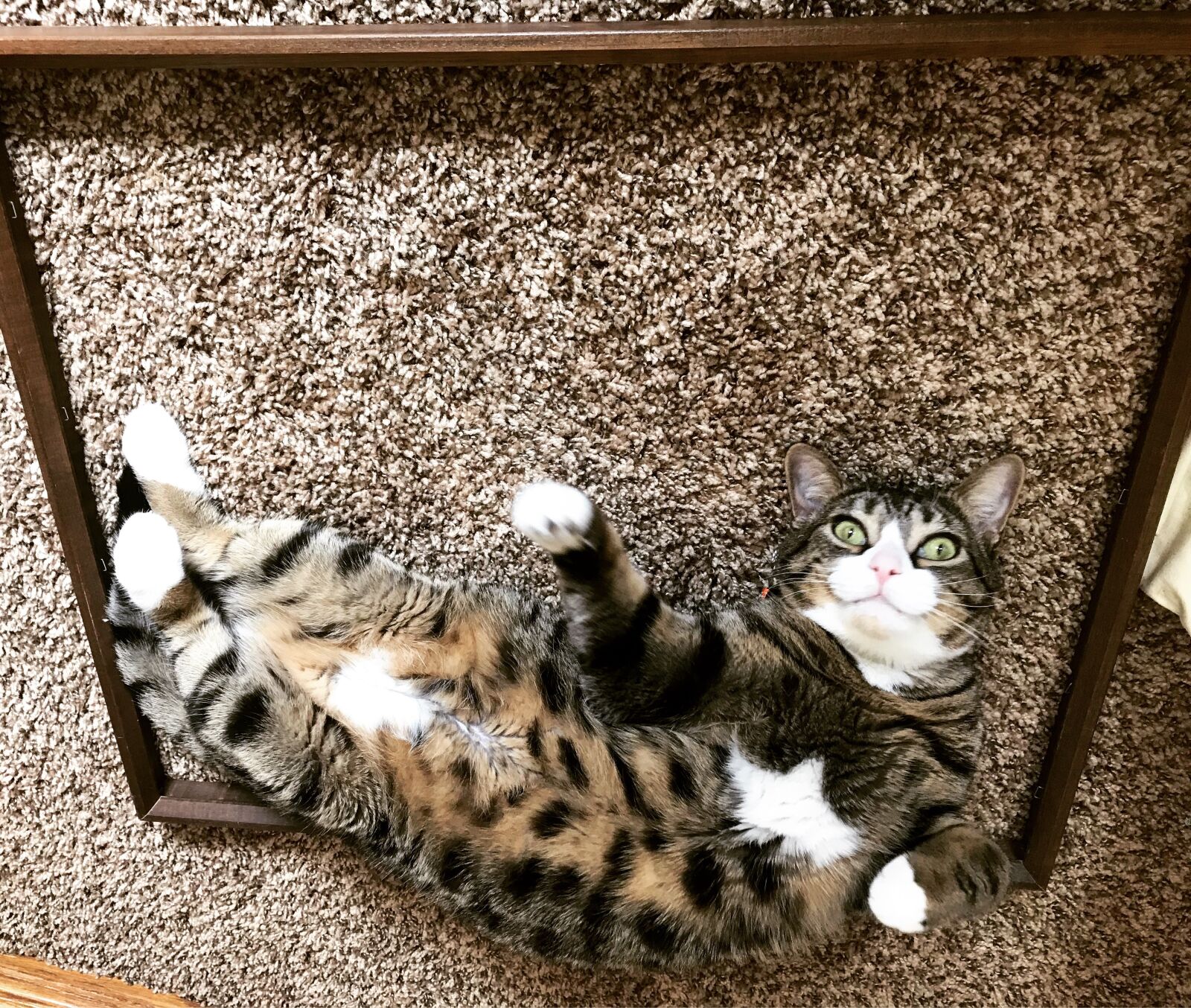 iPhone 7 back camera 3.99mm f/1.8 sample photo. Kitten, framed, cat photography