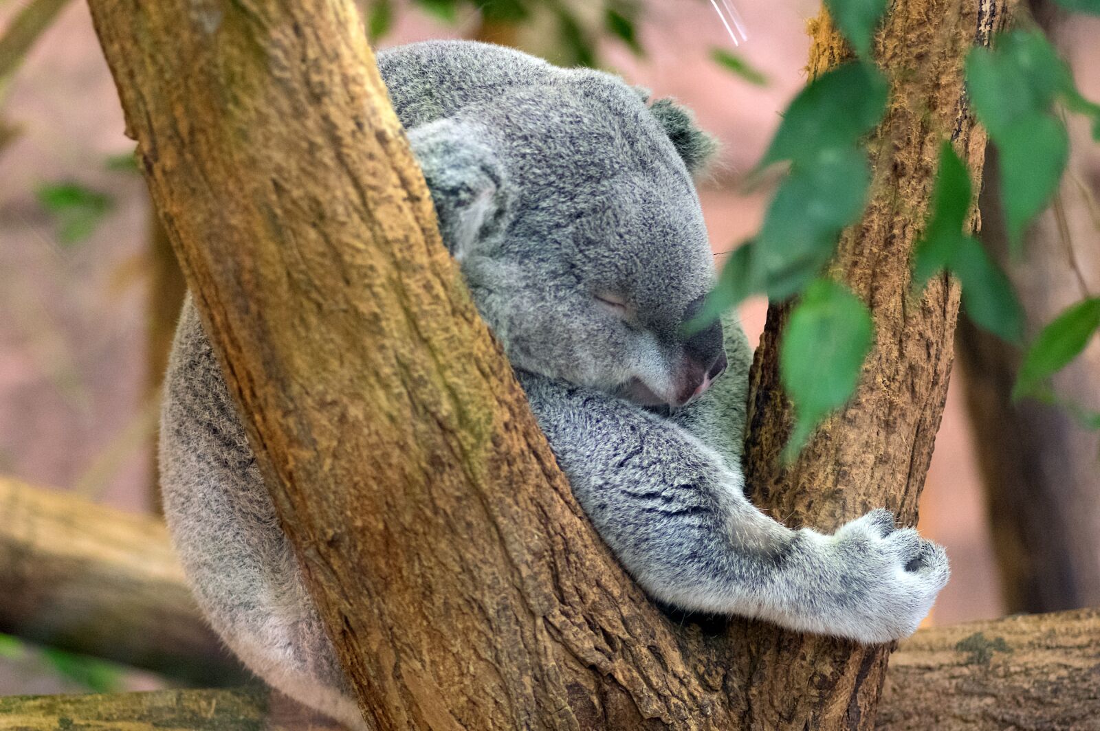 Pentax smc D-FA 100mm F2.8 macro sample photo. Koala, sleep, grey photography