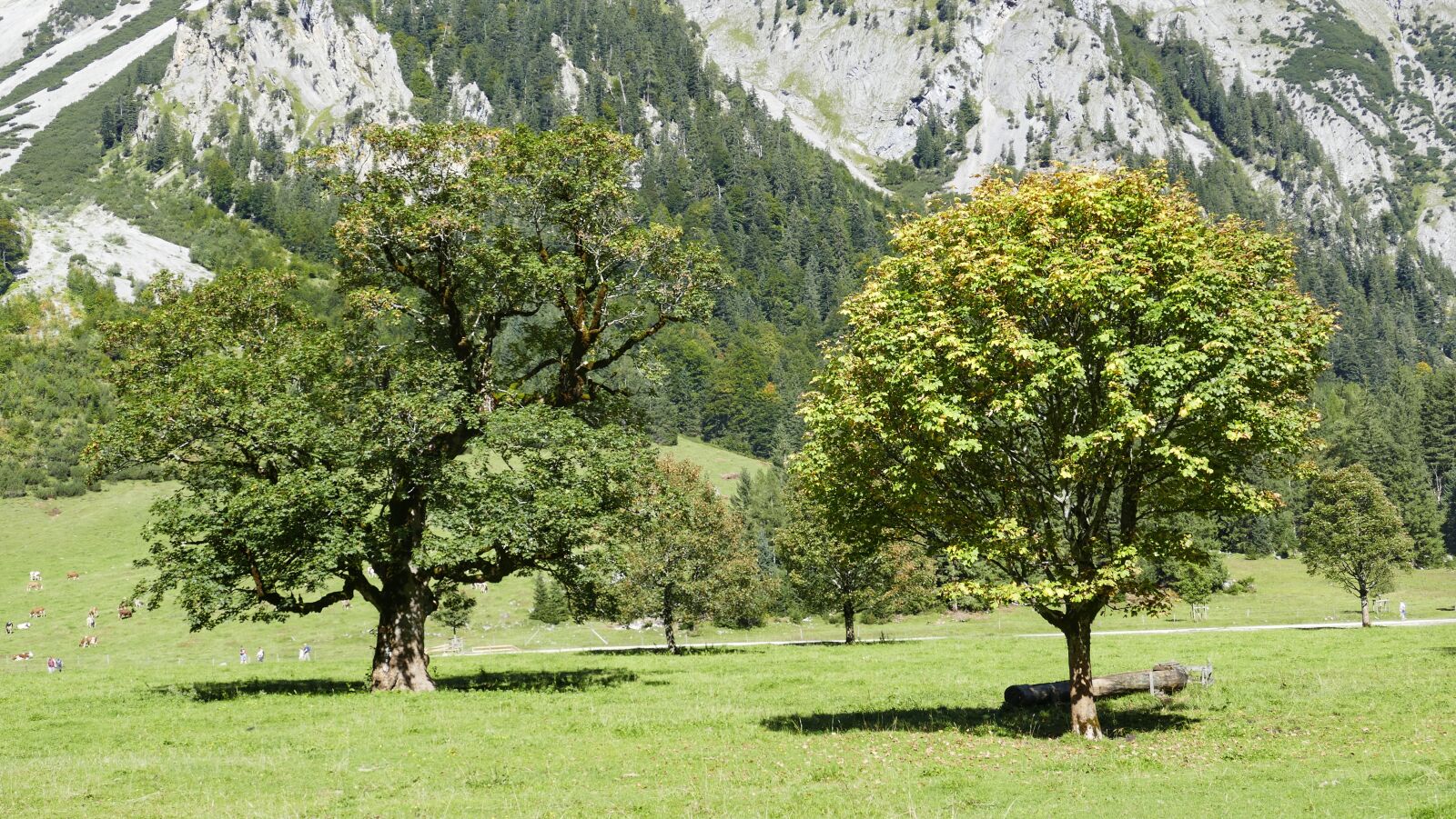 Panasonic Lumix DMC-FZ1000 sample photo. Tree, ahornboden, karwendel photography