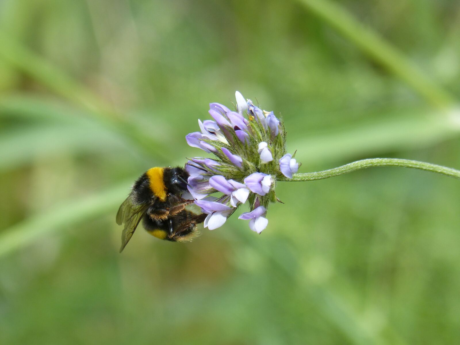 Panasonic DMC-FZ62 sample photo. Bumblebee, drone, borinot photography