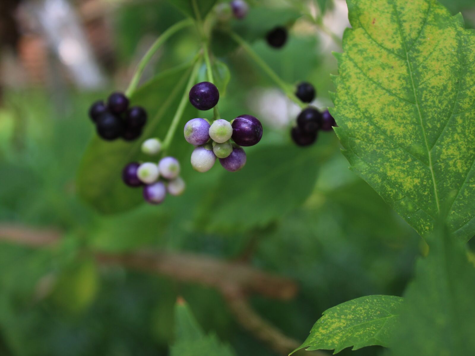 Canon EOS 600D (Rebel EOS T3i / EOS Kiss X5) sample photo. Fruit, green, violet photography