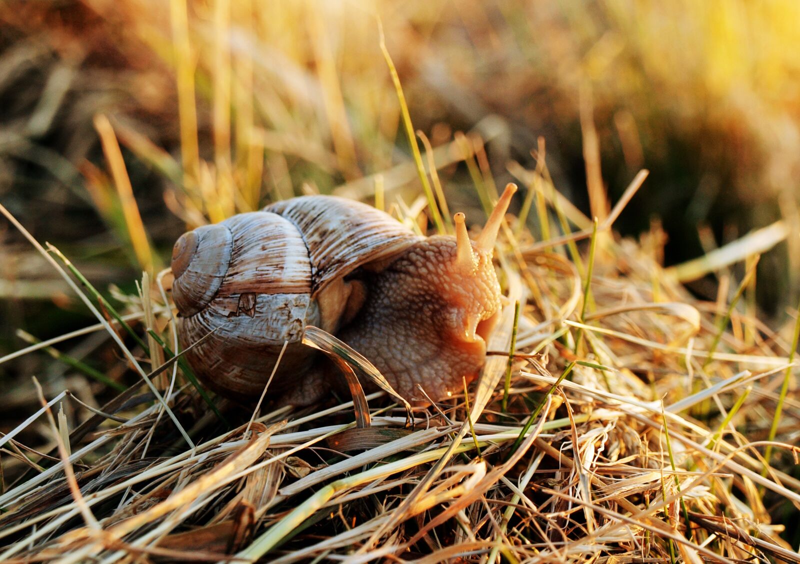 Olympus E-520 (EVOLT E-520) sample photo. Snail, shell, mollusk photography