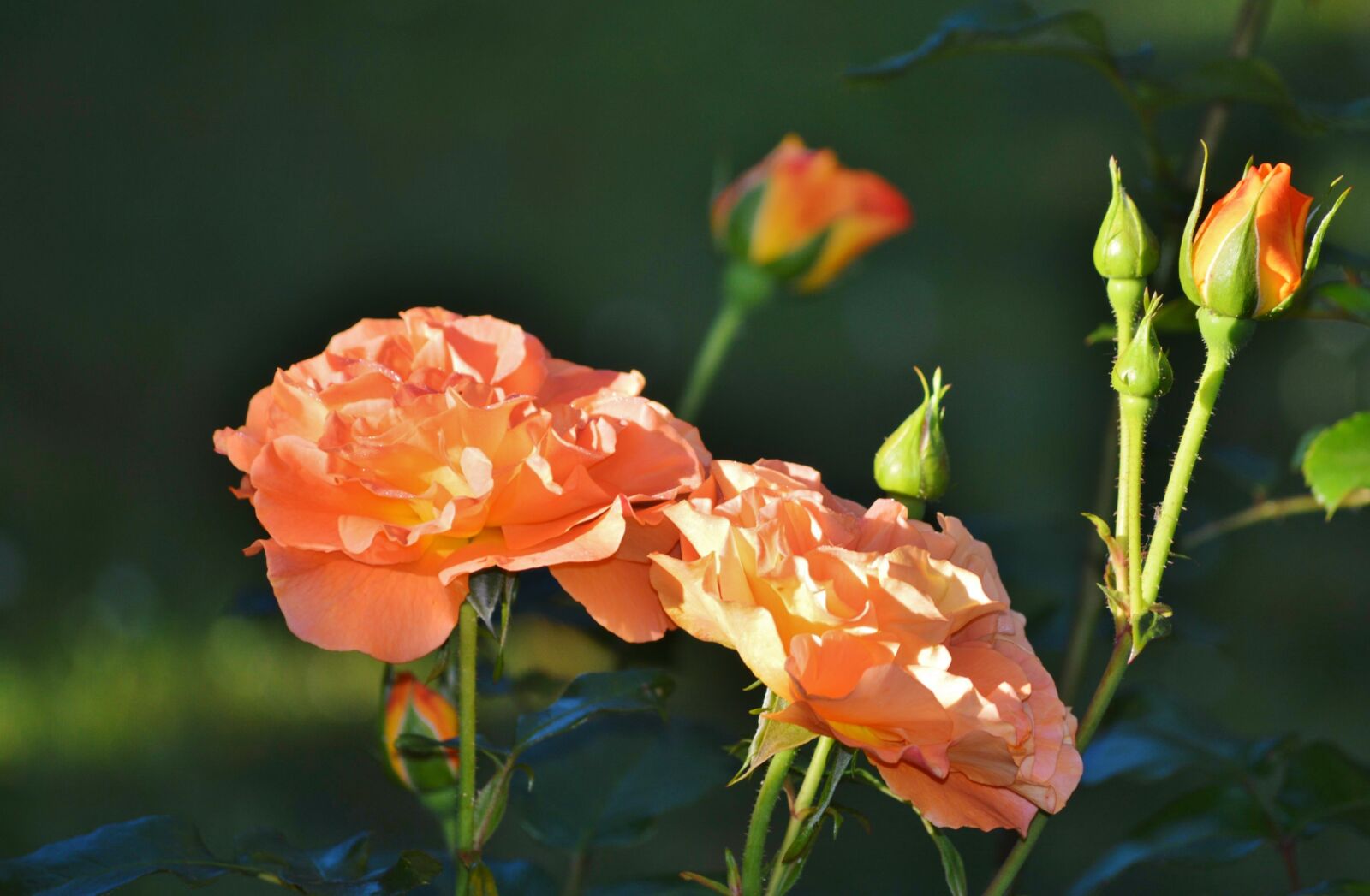 Nikon D3200 sample photo. Roses, flowers, bud photography