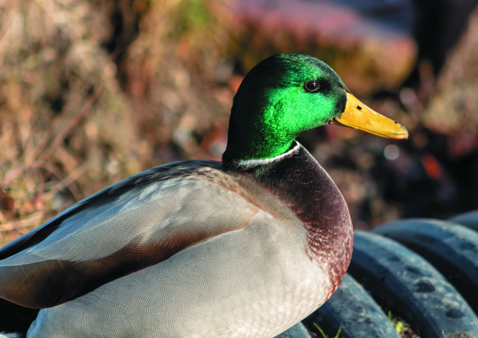 Canon EF75-300mm f/4-5.6 sample photo. Mallard duck, teal, drake photography