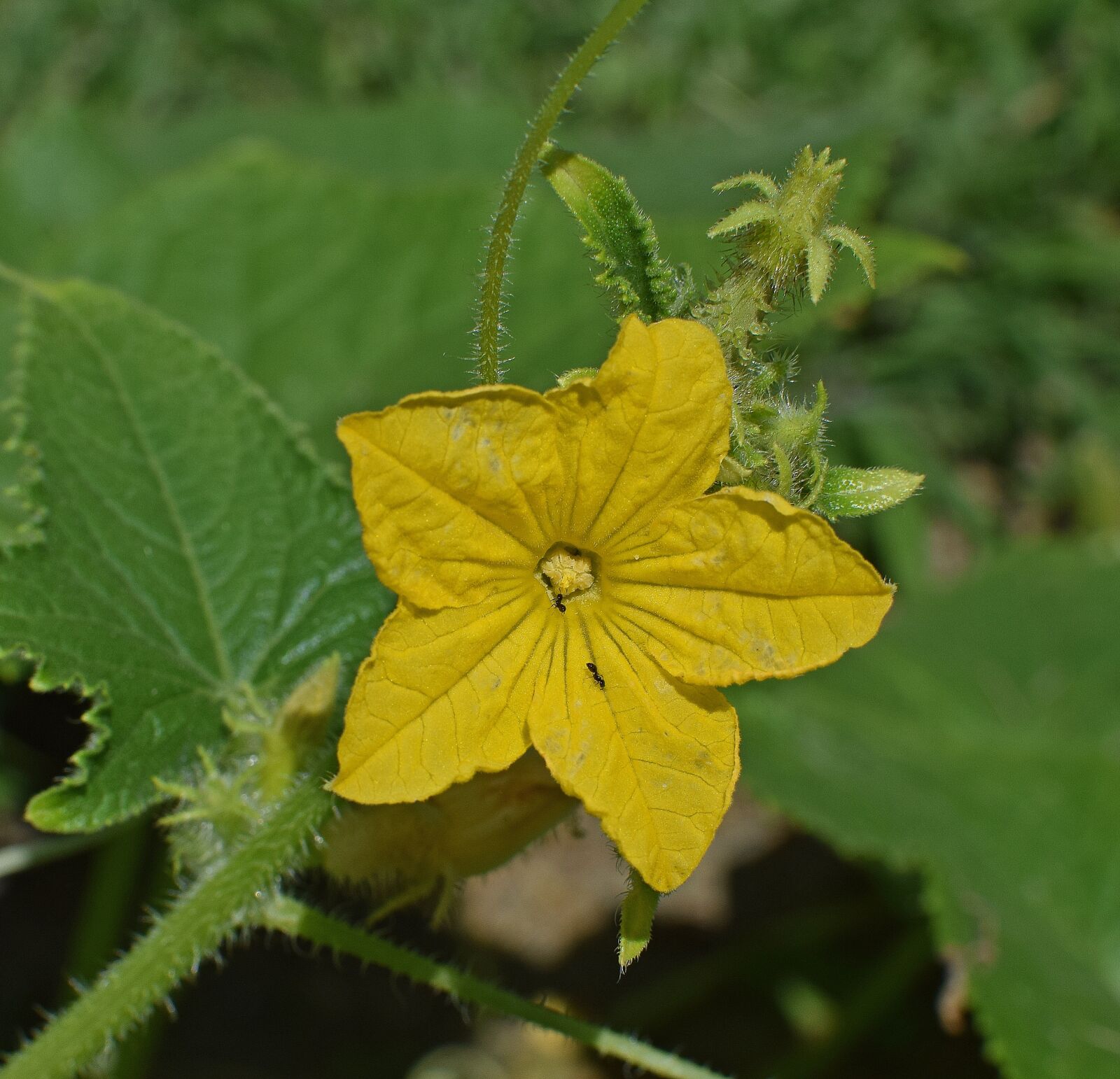 Nikon D3300 sample photo. Cucumber blossom, flower, blossom photography