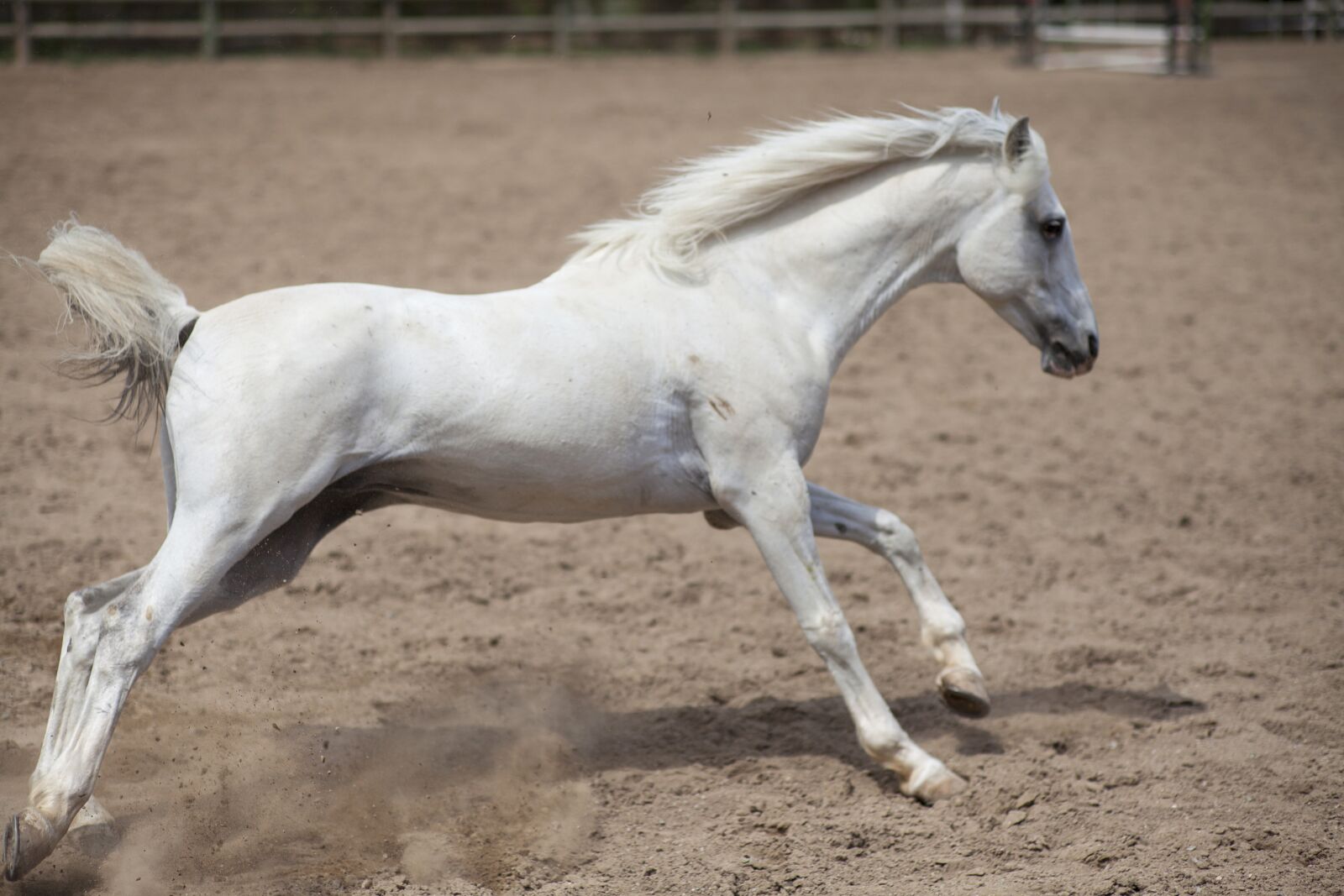 ZEISS Planar T* 85mm F1.4 sample photo. Horse, animal, portrait photography