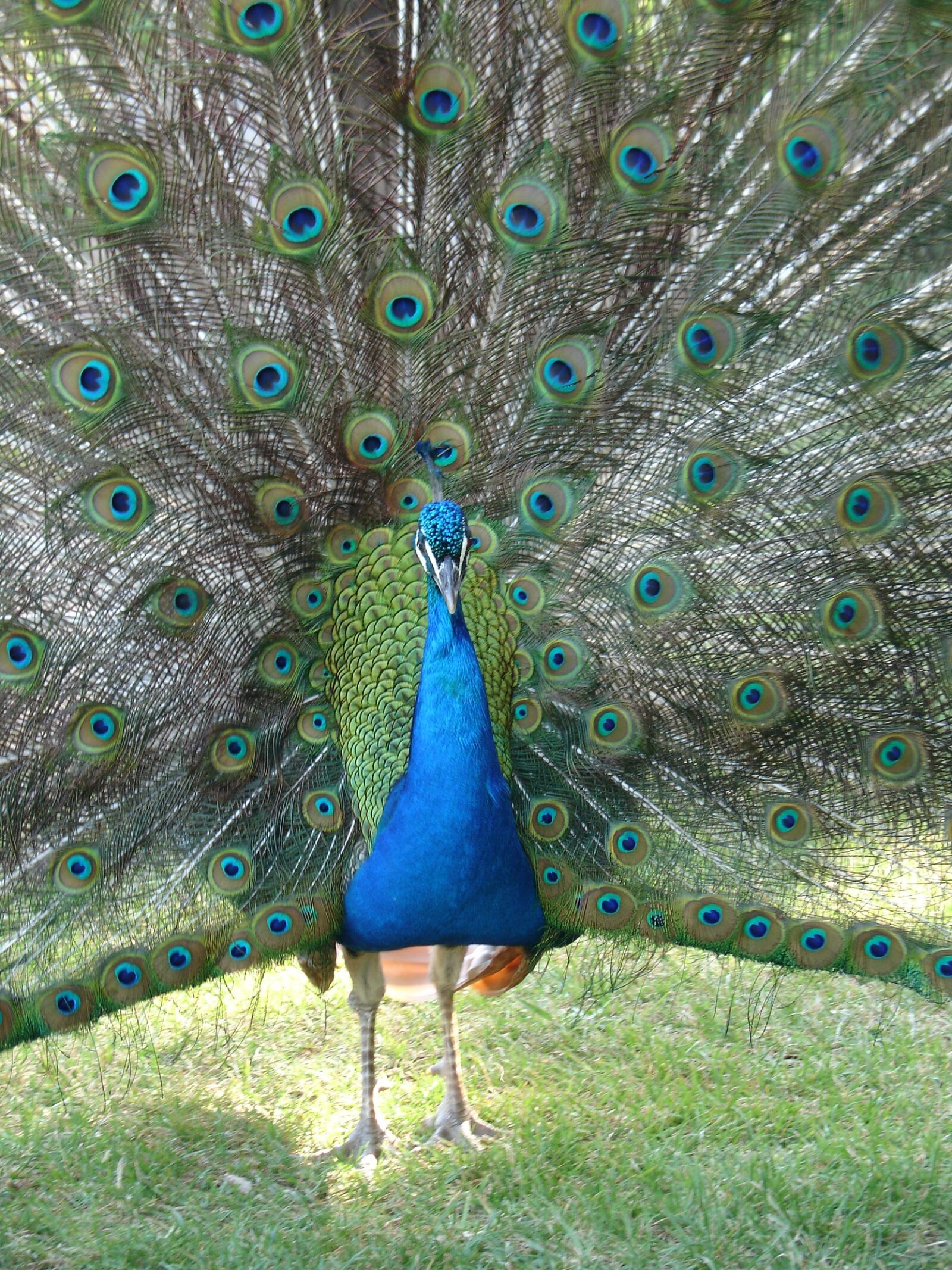 Sony DSC-V3 sample photo. Peacock, color, fantasy photography
