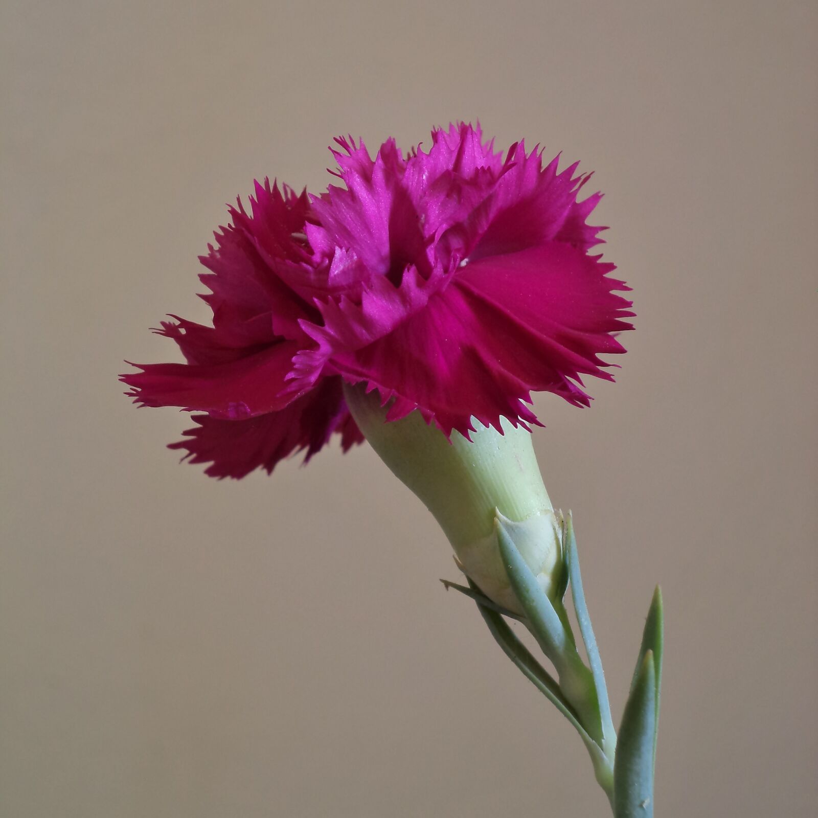Sony Cyber-shot DSC-W710 sample photo. œillet, flower, petals photography