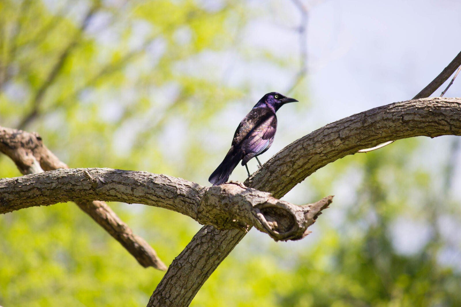 Canon EF-S 55-250mm F4-5.6 IS II sample photo. Purple, and, black, feathered photography