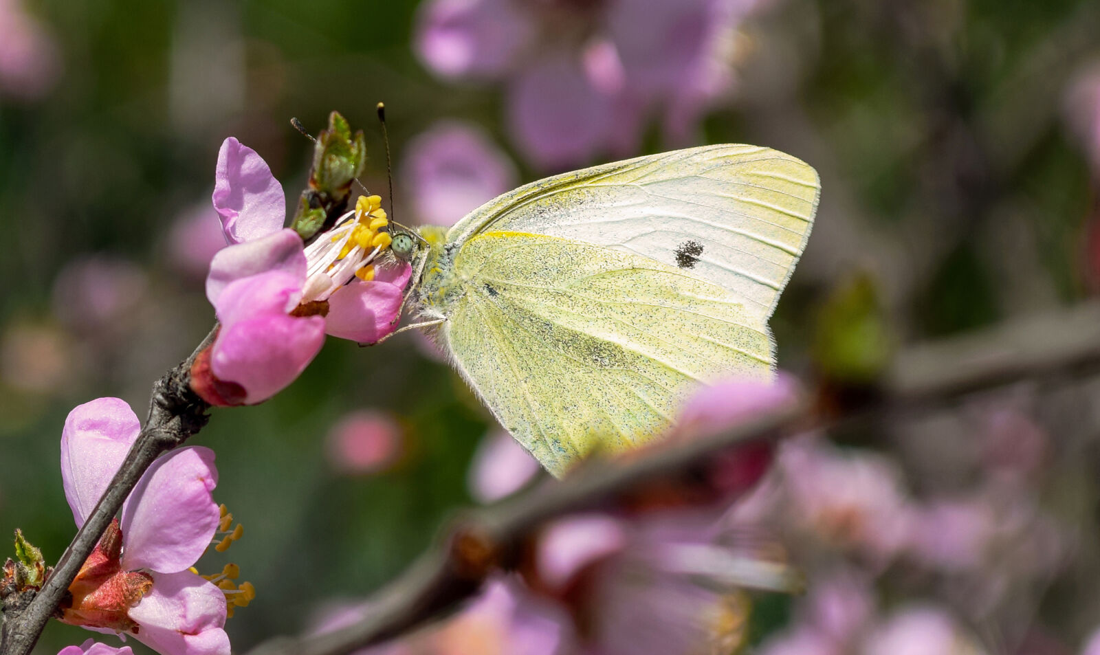 Nikon D5300 sample photo