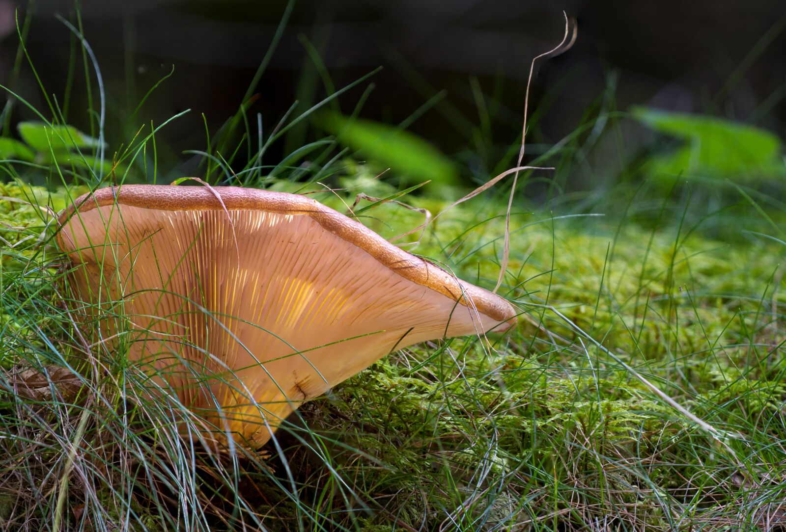 Canon EOS 7D sample photo. Agaric, mushroom, forest mushroom photography