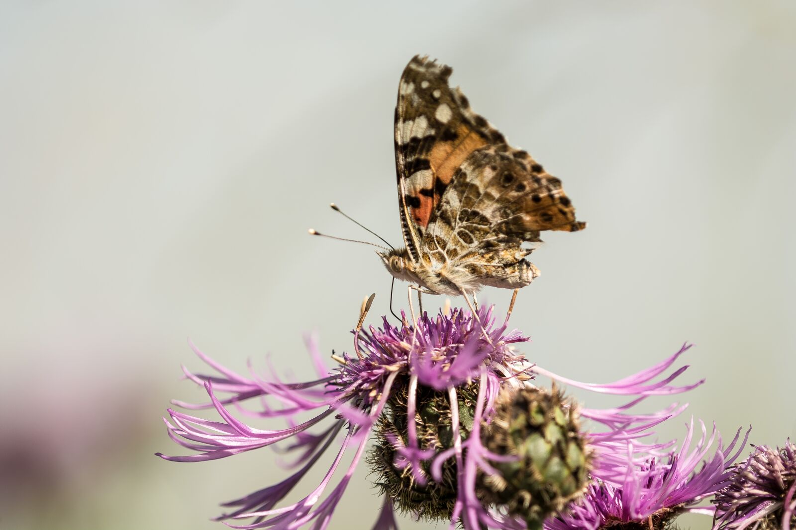 Nikon D7100 sample photo. Butterfly, flower, insect photography