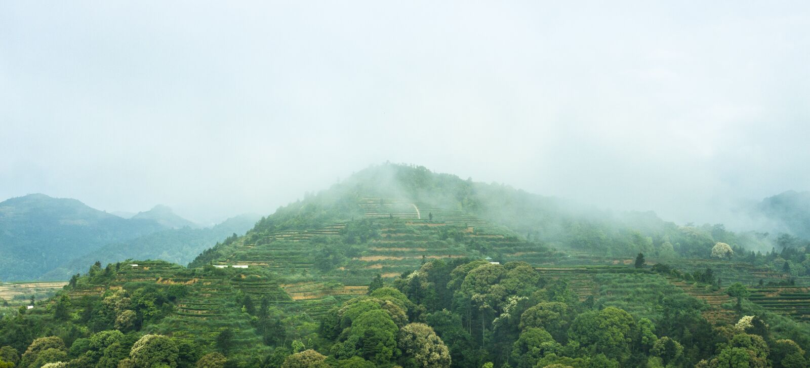 Canon EOS 650D (EOS Rebel T4i / EOS Kiss X6i) sample photo. Anxi tieguanyin tea, mountain photography