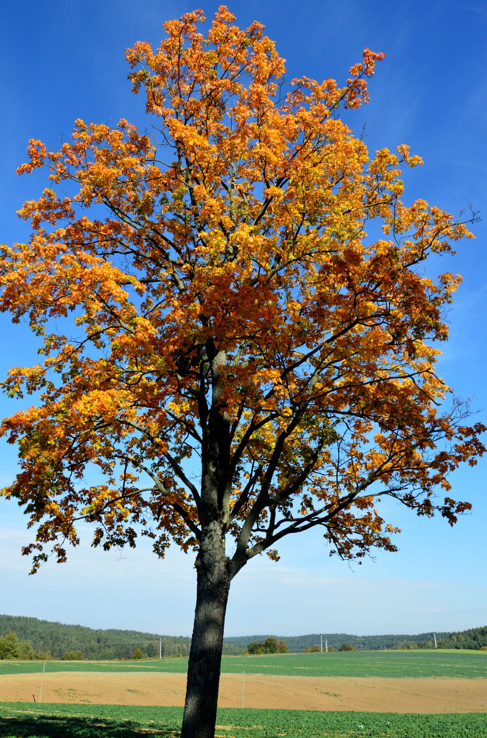 Nikon D3200 sample photo. Tree, autumn gold, warmia photography