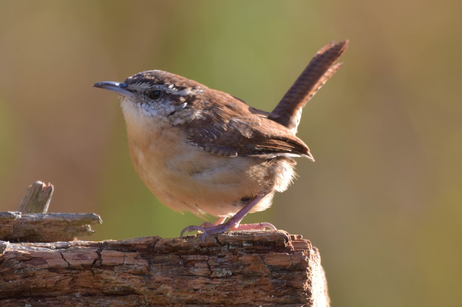 Nikon D3400 sample photo. Bird, nature, carolina wren photography