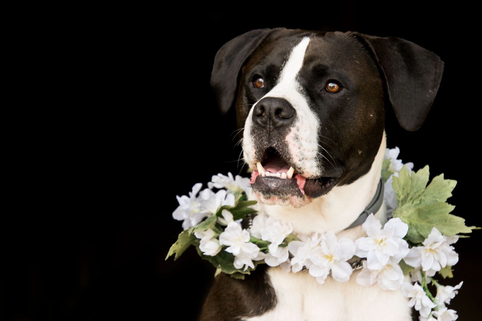 Nikon D3300 sample photo. Dog, floral wreath, flowers photography