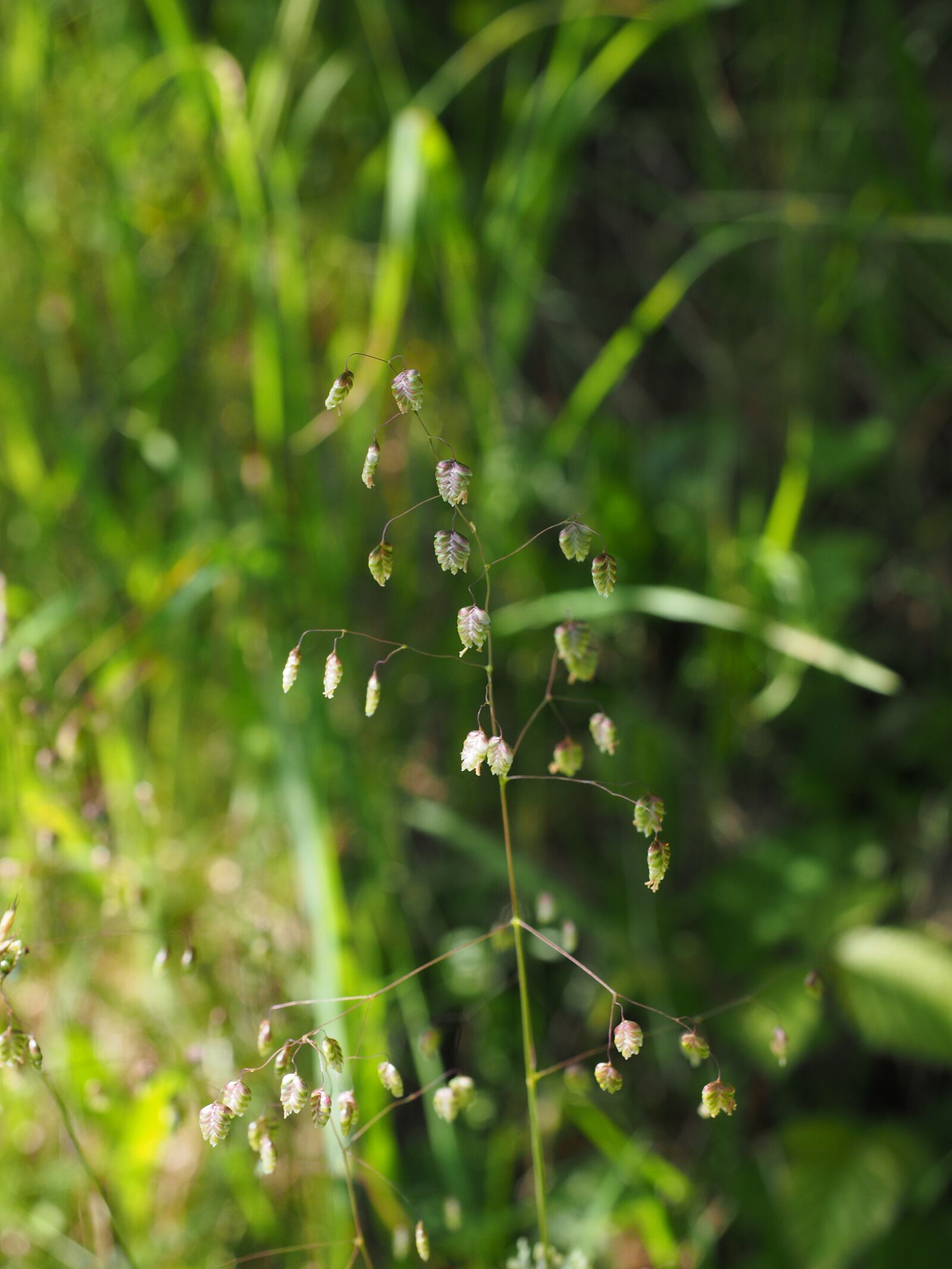 Olympus OM-D E-M1 + Olympus M.Zuiko Digital ED 12-40mm F2.8 Pro sample photo. Briza media, quaking grass photography