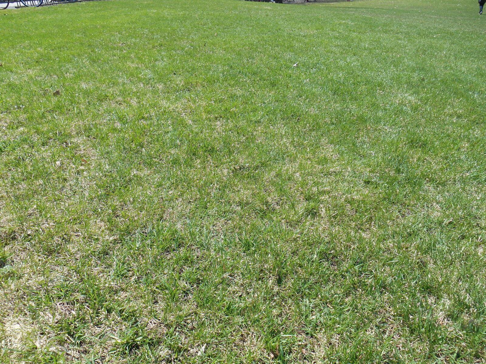 Nikon Coolpix S3500 sample photo. Gazon, green, ver, vers photography