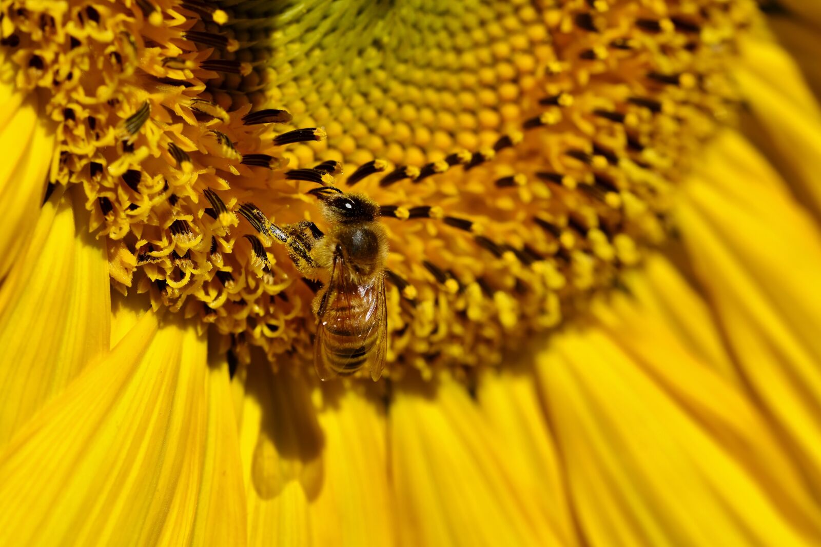Nikon D7200 sample photo. Sunflower, bee, insect photography
