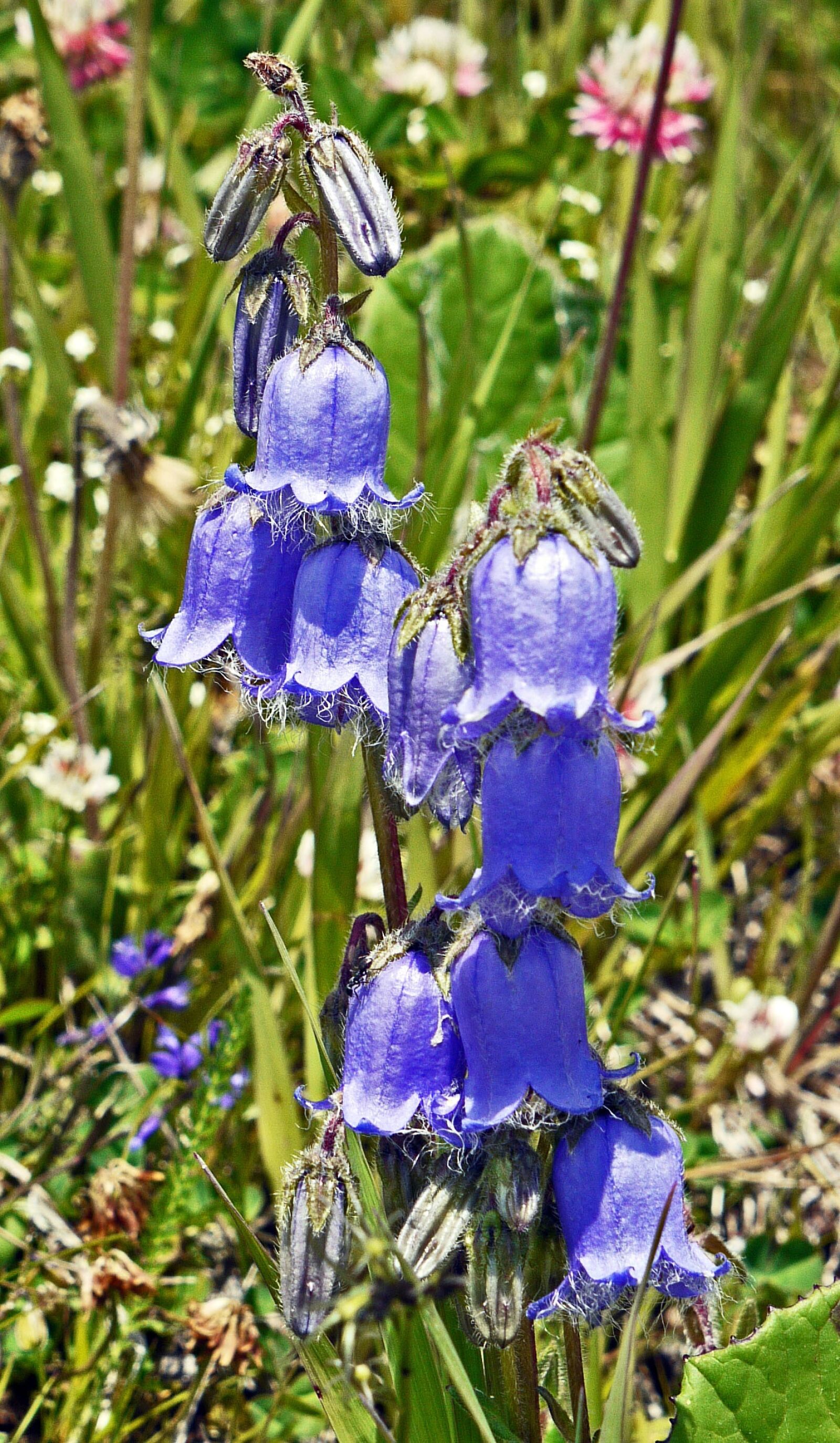 Panasonic Lumix DMC-G1 sample photo. Bellflower, mountain meadow, alpine photography