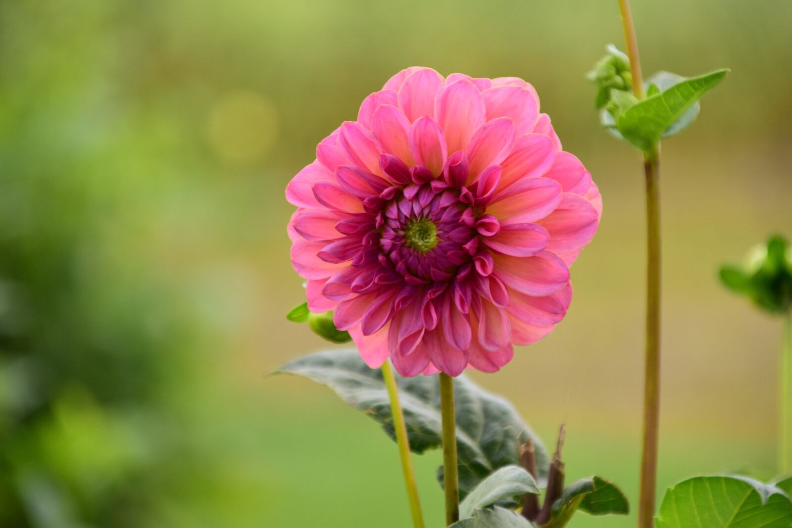 Nikon D3300 sample photo. Dahlia, flower, dahlia garden photography