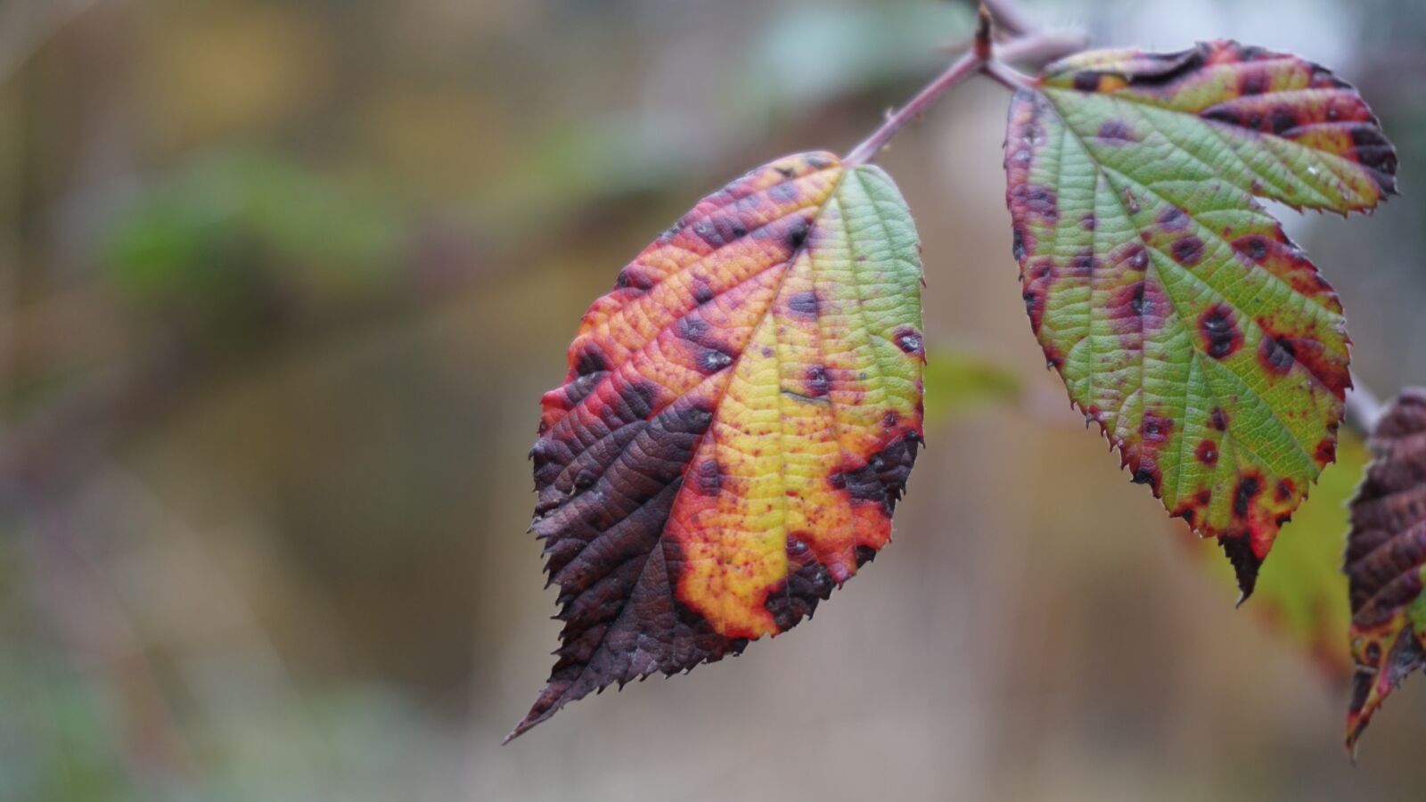 Sony E 16-50mm F3.5-5.6 PZ OSS sample photo. Leaf, autumn, leaves photography