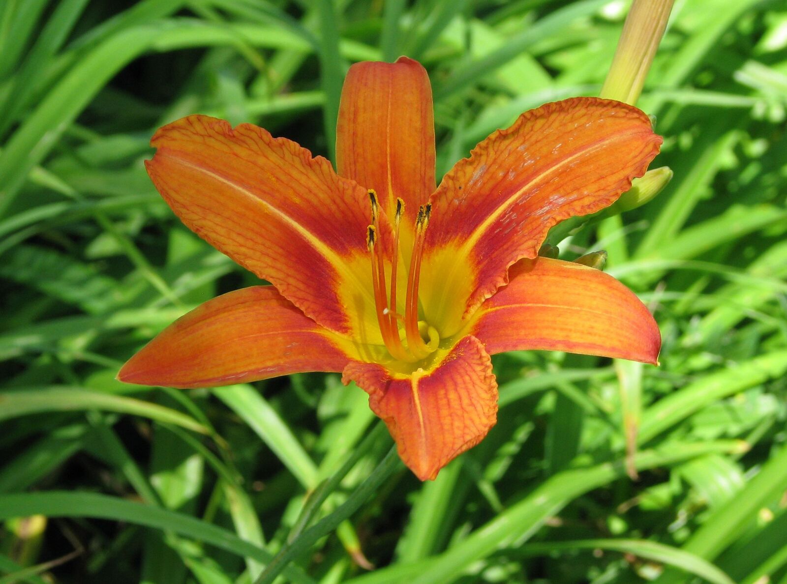 Canon POWERSHOT S5 IS sample photo. Orange daylily, tawny daylily photography