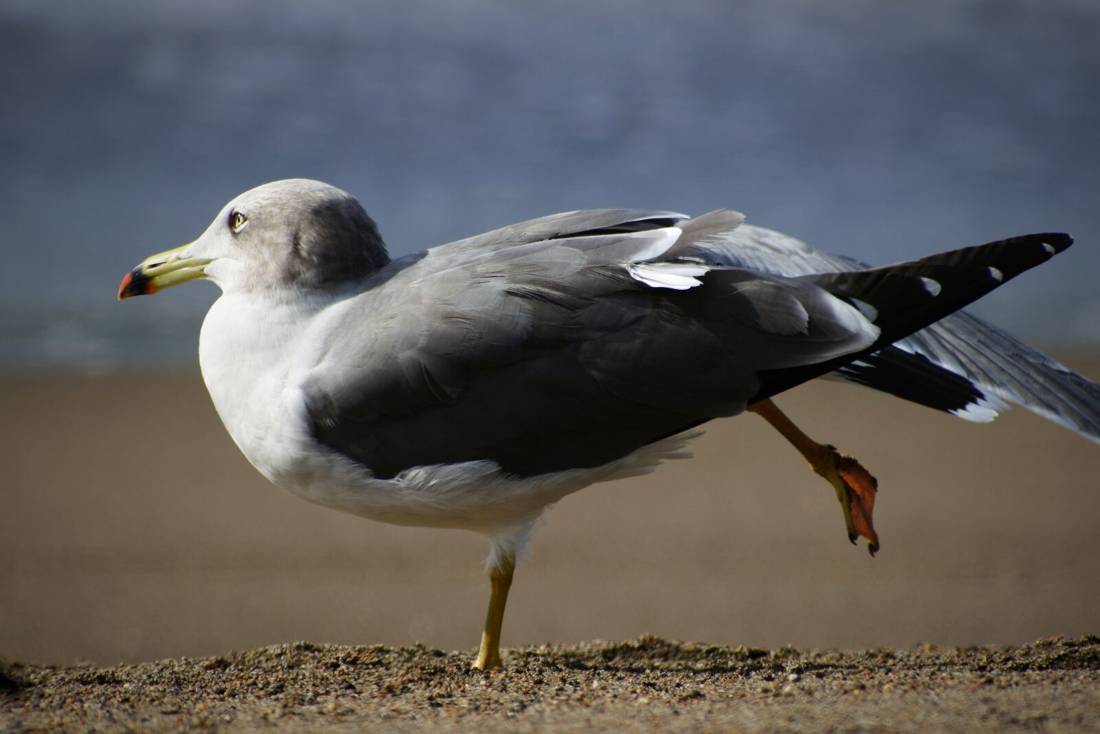 VR 70-300mm f/4.5-6.3G sample photo. Animal, sea, beach photography