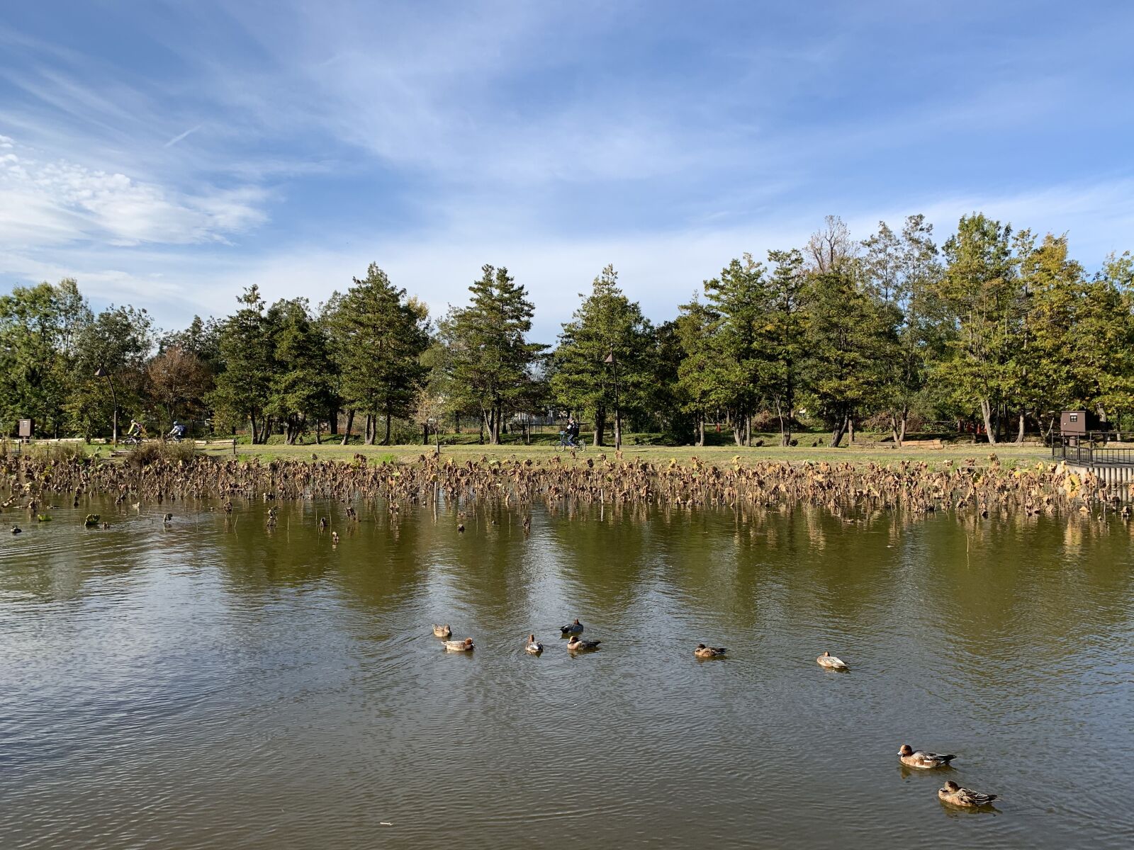 iPhone XR back camera 4.25mm f/1.8 sample photo. Mizumoto park, katsushika, tokyo photography
