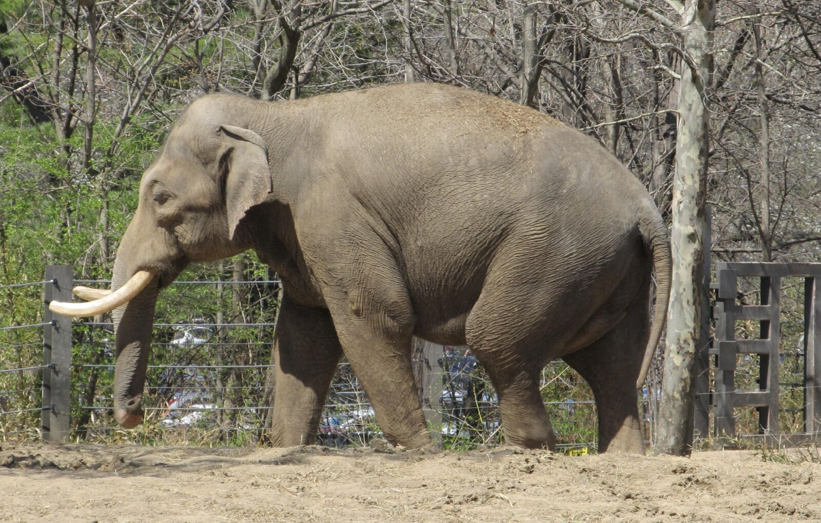 Canon PowerShot SX130 IS sample photo. Elephant, zoo, standing photography