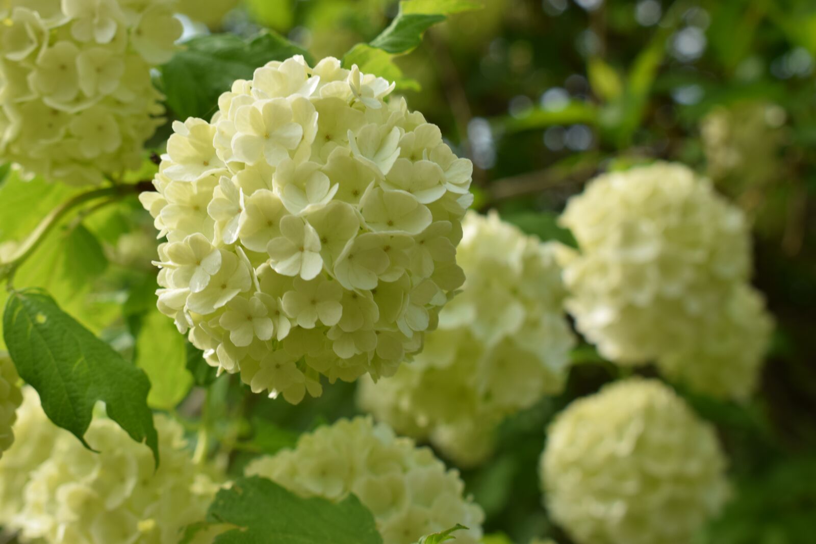 Nikon D5300 sample photo. Snowball, flowers, white photography