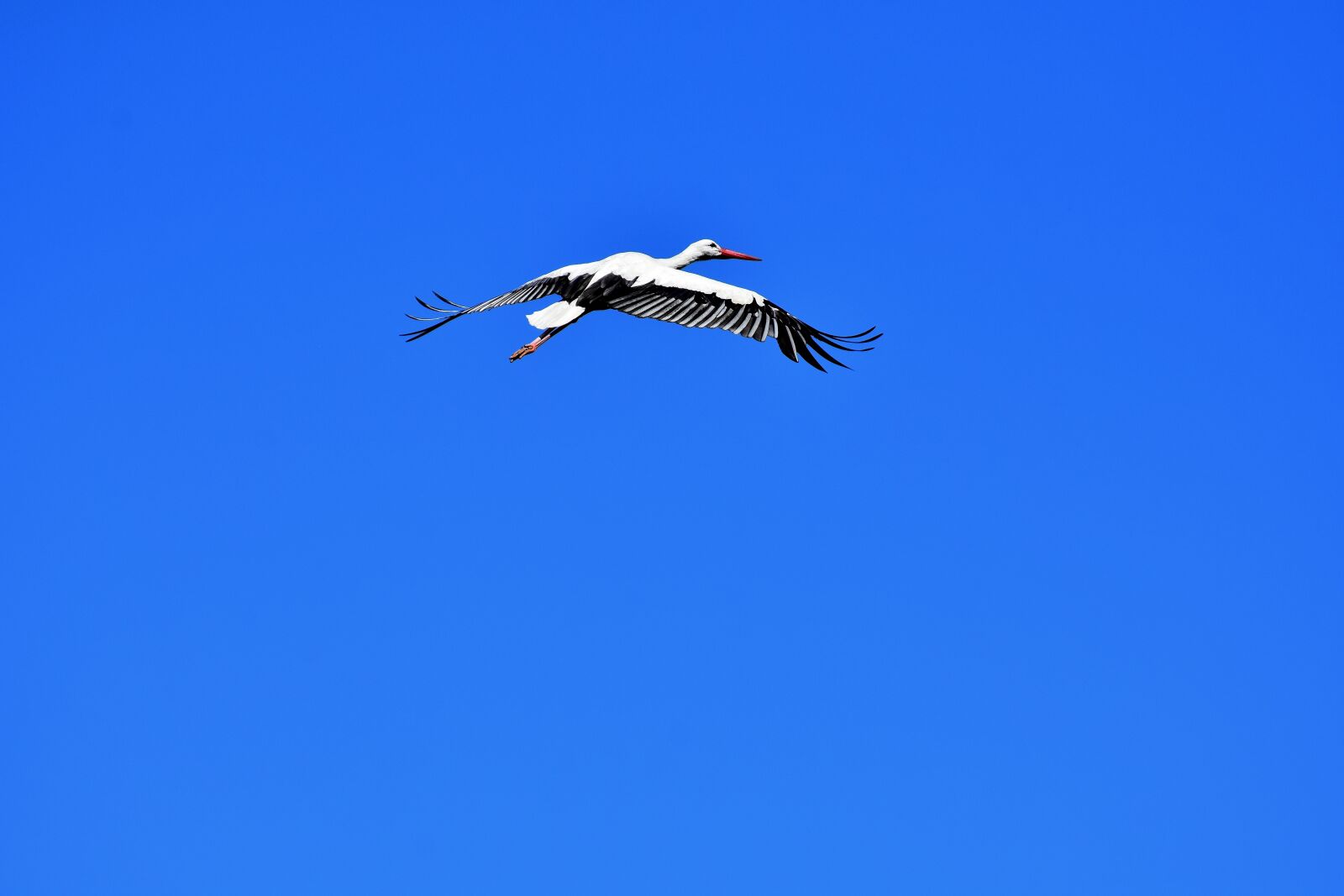 Nikon D7200 sample photo. Stork, flying, wing photography